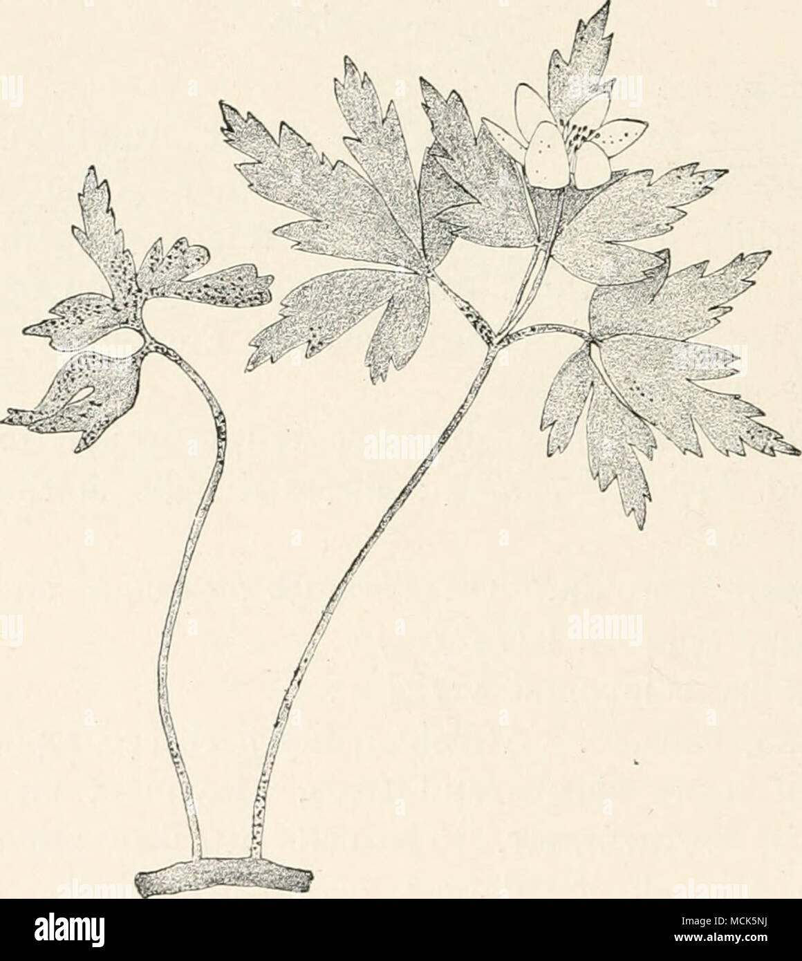 . FiG. 27.—Synchytriv.m anemones. The sporocarps form black points on leaves, petioles and perianth of the Anemone ; the laminae are also stunted and distorted, (v. Tubeuf del.) scens, attacking stems, leaves, or flowers, and forming eruptions whose cells contain a red sap. In very bad cases, crumpling and swelling of attacked organs occur. Stock Photo