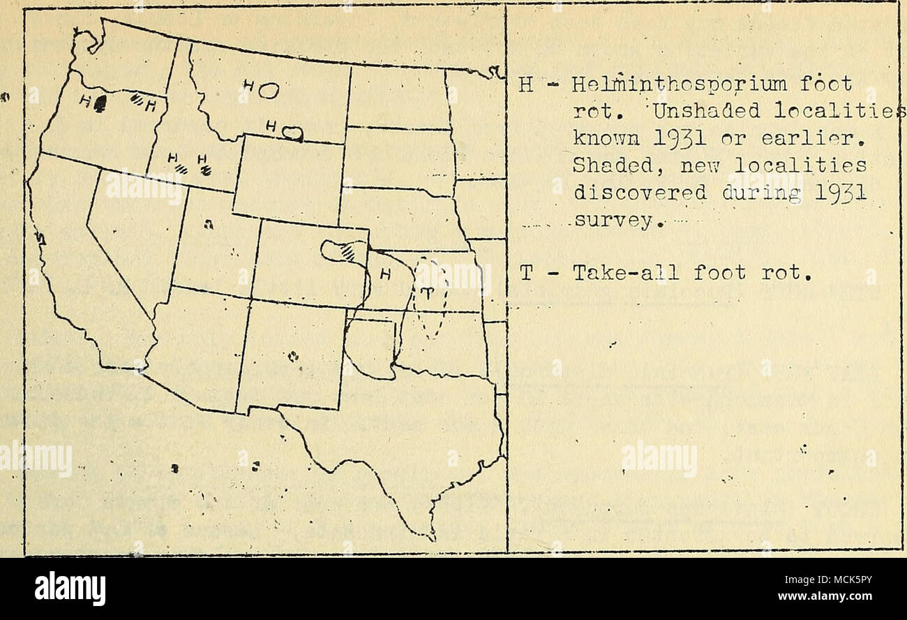 . Fig..-21... Wheat foot rot survc-y., 19^1. (After map by Hurley Fellows). ' •.. c destroyed about one-third of* the &quot;'ay up the plant in numerous fields,&quot; P. D. R. 15: 49, 52, f^o, BLIGHT, due to Fusarium sp. (net .Giblperella saubinetii) and Inw temperatures o^icurred in ?,Tiitman County, Washington, FOOT AND ROOT ROTS,' TAT^f 5 per'&quot; cent r/as reported from Colorado. FOOT ROT due to Fusarium spp, ;7as reported frcm.Michigan and Minnesota. In the latter State Fusarium and HeLminthosporium together caused a loss '^f 1 per cent. - ' . WINTER BLIGHT (Sclerotium fulvum) . Montana Stock Photo