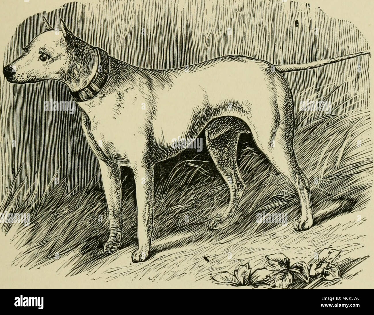 . Fig. 38.—BULL TERRIER, TARQUIN. nearly so, the crossing should be continued on the terrier side. The perfect bull-terrier may, therefore, be defined as the terrier with as much bull as can be combined with the absence of the above points, and showing the full head (not of course equal to that of the bull), the strong jaw, the well-developed chest, power- ful shoulders, and thin fine tail of the bull-dog, accompanied by the light neck, active frame, strong loin, and fuller proportions of the hind-quarter of the terrier. A dog of this kind should be ca- 8 Stock Photo