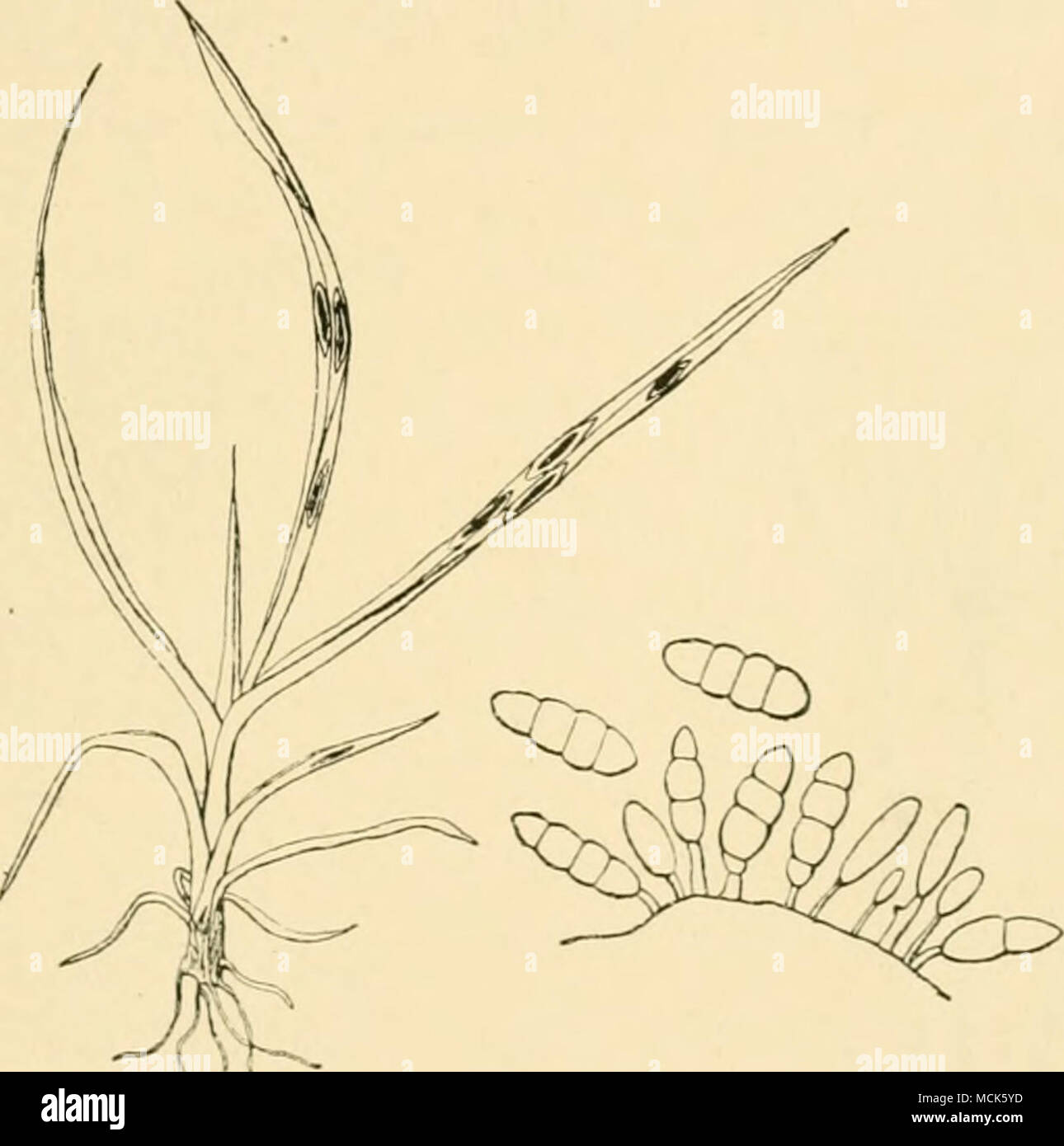 . Fig. 30S.—Mastiriosporium album, (v. Tubeuf del.) conidia. Diseased plants may be found bearing this fungus only, frequently however it is in company with other fungi. Cercosporella. Conidia hyaline, similar to those of Ccrcospora, and produced from simple or branched hyaline conidiophores. Cercosporella persica Sacc. is parasitic on living leaves of peach. In America it has been known since 1890, and receives the name of &quot; frosty mildew.&quot; It causes yellow spots on the lower surface of the leaf. 0. pastinacae Karst. occurs on living leaves of cultivated parsnip. Stock Photo