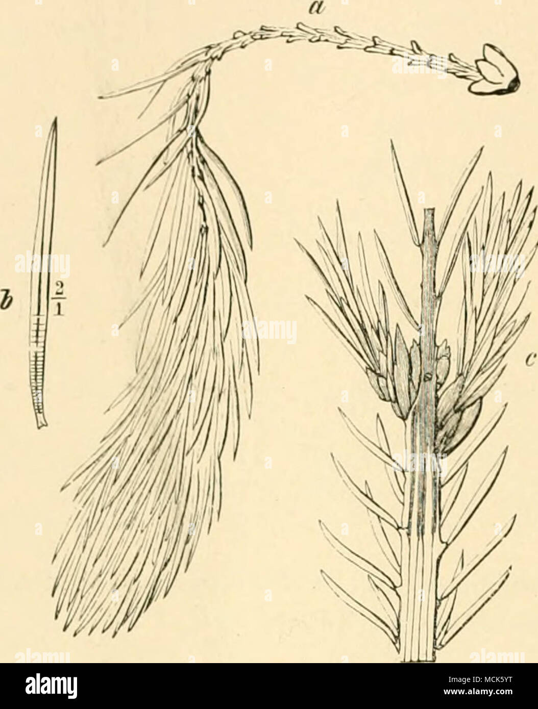 . Fig. 296.—Septoria parasitica, n, Young diseased shoot of Spruce, with apex still fresh and green. b, Needle diseased towards base, c, Apex of a two- year-old shoot, into which the disease has extended backwards from the younger shoot; the brown discoloration of cortex and pith is indicated by shading. (After R. Hartig.) Stock Photo