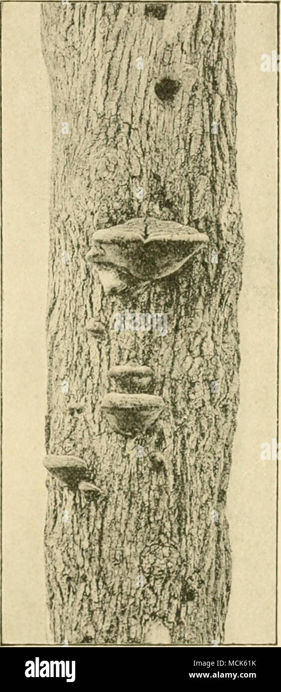 . Fig. â liiS.âPolyiwrus igyiiarius ou Oak. At the upper end a wood-pecker's uest-holc. (v. Tubeuf phot.) The substance between the tubes is different from that of the rest of the sporophore. Polyporus (Fomes) igniarius (L.).=^ (Britain and U.S. America). Sporophores on living stems of oak, alder, apple, willow, and other 'Thnmen, &quot; Ein Apfelbaum-Schadling.&quot;' Zeitsch. /. Pflanzmkrankhbite.i}, 1891. -'Skiljakow, Scripla botan. horli universitatis Pitro/ioll/anae, 1890. ^R. Hartig, Zervetzungstrscheinunrjtn, PI. XV. and XV'I. 2e Stock Photo
