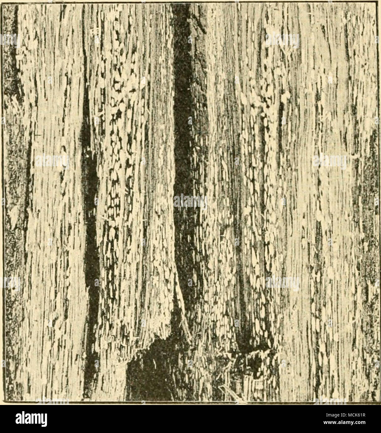 . Fio. 200. —.SVt/'«i(i/i jrusti^losum. Destniction of Oak-wood. Longitmlinal section showing the brown wood with isolated hollow spots containing white mycelium, (v. Tubeuf phot.) Stereum frustulosum Fries. (Thelephora perdix Hartig).- (Britain and U.S. America.) The sporophores form greyish- brown plate-like crusts with concentric markings; they are small, never exceeding tlie size of a finger-nail, but generally occur in numbers together. The hymenial layer is composed of club- shaped basidia beset with hair-like outgrowths; some of the basidia produce four spores, others are sterile and gr Stock Photo