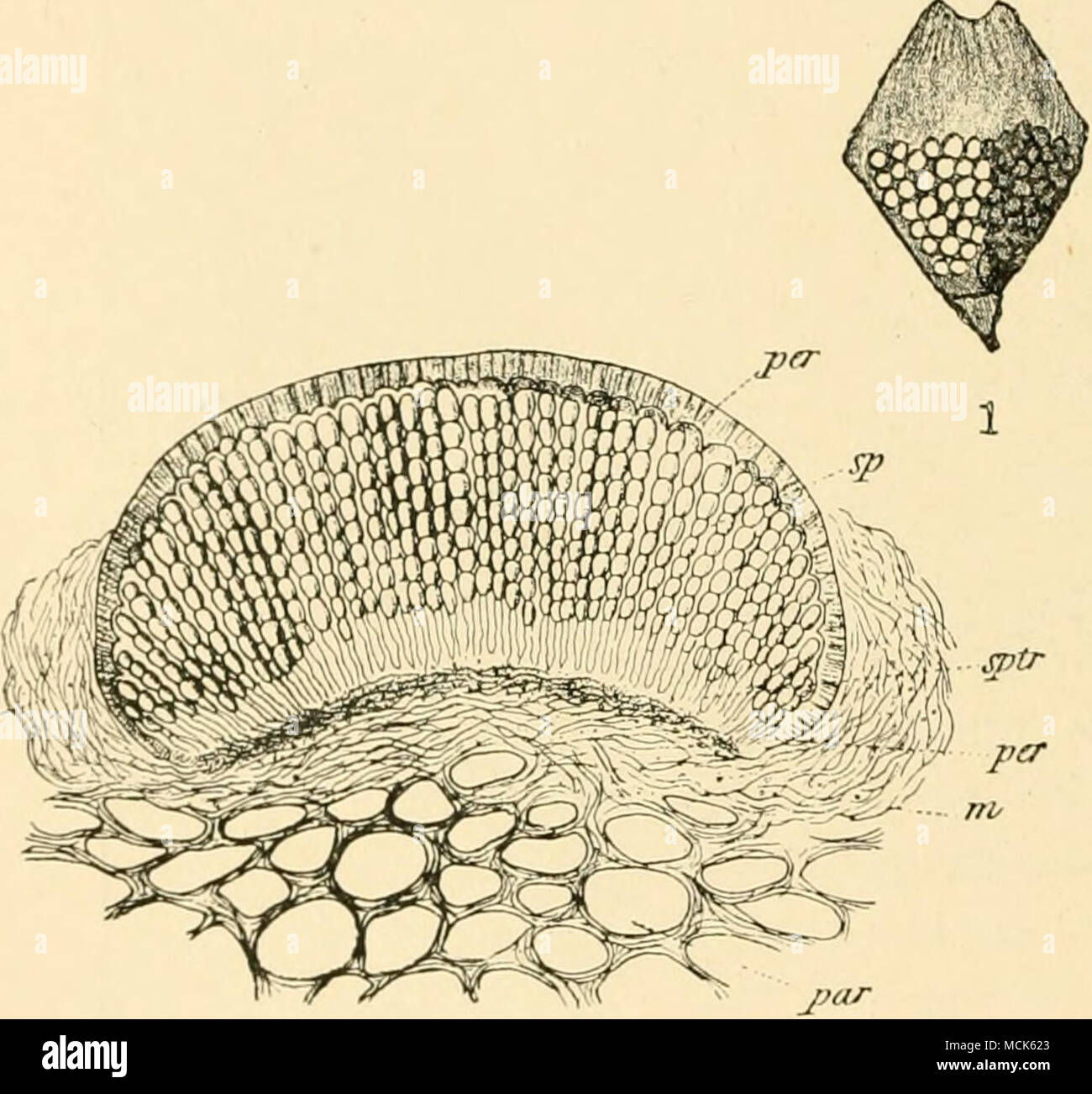 . -I 2 3 Fig. ^ii.—Aecidium HivhUinum. 1, Cone-scale of Spruce with aecidia, tliose to left dehiscing their yellow spores, those to right still closed, (v. Tubeuf del.) 2, Section through an immature aecidium. 3, Part of 2 enlarged—y)ir, peridium ; .«/), spores; zto, intermediate cells; sptr, sporophorcs ; m, mycelium; im,; the scale-parenchyma. (After Reess.)  The aecidia break out on the inner (rarely the outer) side of the bases of the cone-scales; each is enclosed in a firm brown lignified peridium, which ruptures by a cross-fissure and becomes an open disc. The young spores are joined by Stock Photo