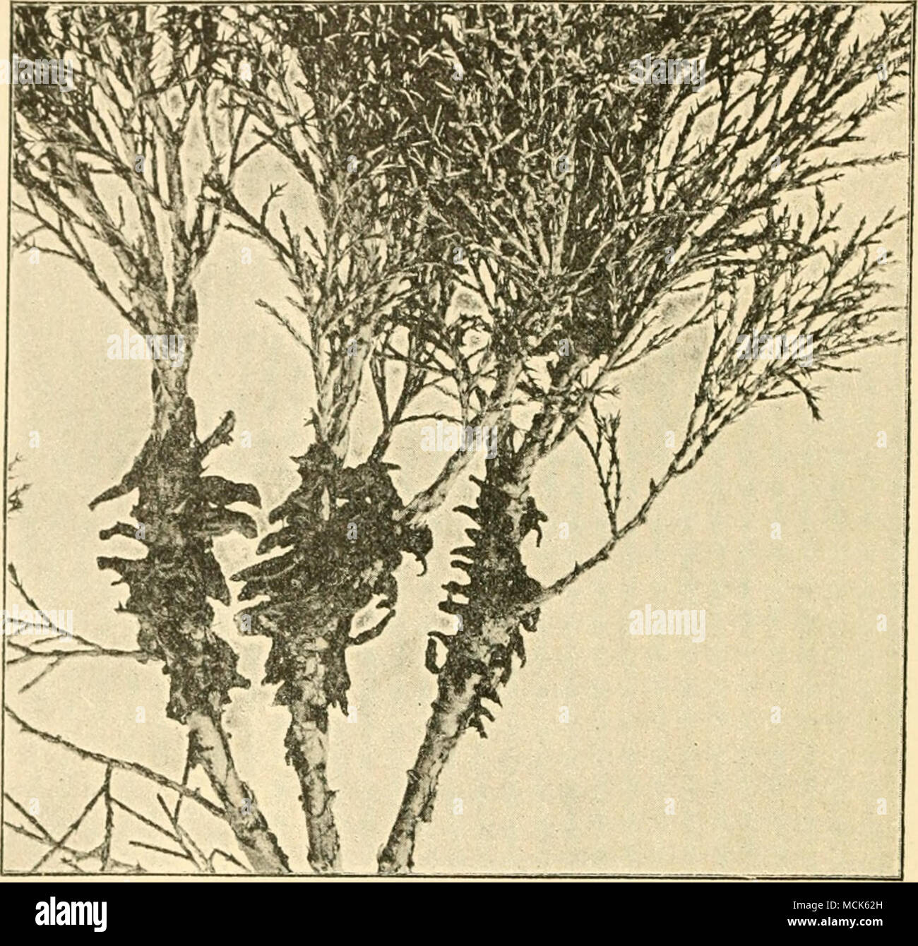 . Fig. 2^il—Gi/iiinos/&gt;orunpium xnbinae on twigs of Junipirux Sidjimi, at the time nf lilicnitiou of spores, (v. Tubeuf i&gt;hot.) twigs and scale-leaves. These bodies absorb water, swell, and run together, forming transparent gelatinous masses (Figs. 230 and 231). The teleutospores resemble those of G. junipcrinum, but liave only four germ-pores; they germinate on the gelatinous masses, and produce promycelia and sporidia. The latter germinate at once, chiefly on leaves of Pyrus com- munis. The pycnidia are produced on the upper epidermis as sticky yellow spots bearing darker dot-like pycn Stock Photo