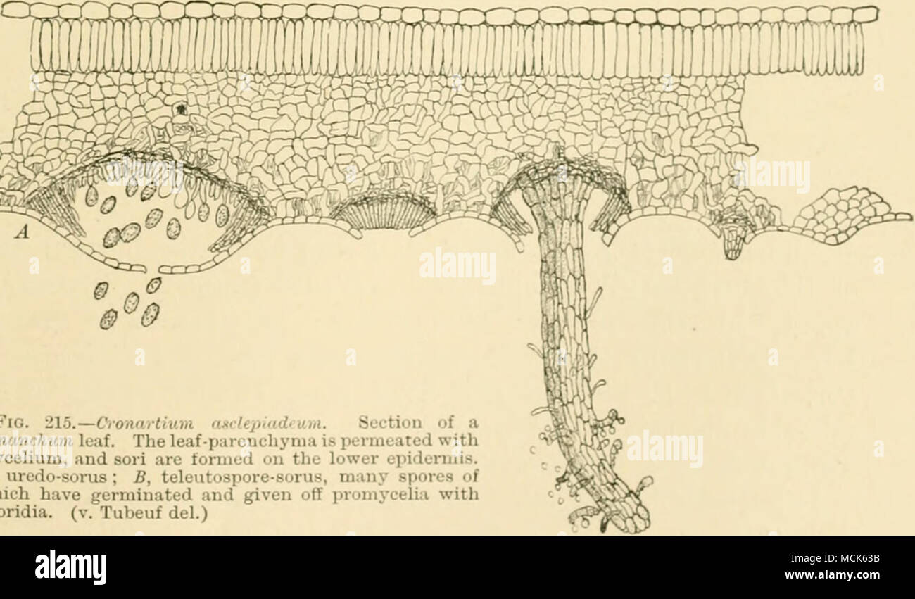 . Fio. 215.—Cronnrtium rwlepindtuin. Section of a C'l/nanck urn leaf. The leaf-parenchyma is permeated with mycelium, and sori are formed on the lower epidermis. A, urcdo-sorus ; B, teleutospore-sorus, many spores of which have germinated and given off promycelia with sporidia. (v. Tubeuf del.) Brown spots may l)e found on the leaves of the Cywiarhum'^ during July, August, and September (Fig. 214). On examina- tion of the spots with a lens, the leaf-epidermis will be found ^ A very common plant in Europe though not indigenous to Britain. (Kdit.) Stock Photo