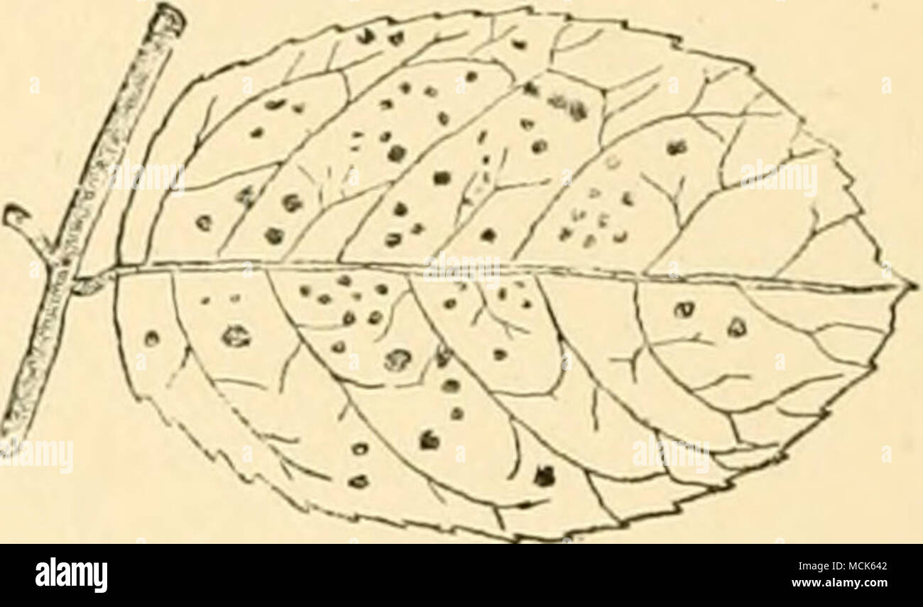 . Fig. 194.—Phrdf/riiidhim sitbcortichim on a Rose leaf. The black spots are teleutospore-patches on the under- surface of the leaf. (v. Tubeuf del.) Fl(j. 103.— TriphragnuuM ulmnriae on Spiraea Uhiutna. Germinating teleuto- spore, with proniycclia and sporidia. (After Tulasne.) teleutospores are produced in loose patches. The aecidial patches have no covering, but are surrounded by club-shaped paraphyses. The genus frequents only Eosaceae. On species of Bosa:'^ Phragmidium subcorticium (Schr'ank.). Teleutospores, uredospores, and aecidia on leaves of wild and cultivated roses. (Britain and U. Stock Photo