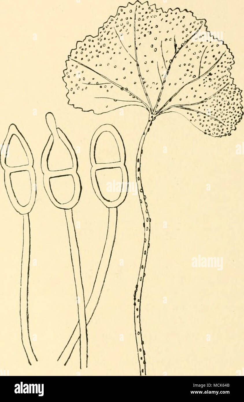 . Fig. 102.—Puccinia malvacearum. Mallow leaf, with teleutospore-sori. Tliree teleutospores, one germinating, (v. Tubeuf del.) May or June on the leaves, stems, and petioles of the host; all are more or less deformed, and the leaves may in severe cases wither up long before the flowers appear. Sponging with a solution of permanganate of potash (two tablespoonfuls in one quart of water), has been found an effective remedy. P. Sherardiana Koni. On mallow in America. P. heterogenea T.ancr. On linllylioek in South America. P. anemones-virginianae .Scliwein. On Anemone. (U.S. America.) Stock Photo