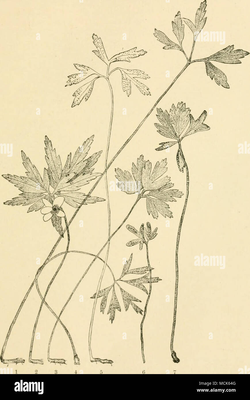 . Fio. IttO.—Ananone-RMt. 2 and 3, Normal plants of Anemone ranv.nculoides. 4, Aicidium pv.nclo.luiu on Anemone ranv.nculoides ; aecidia on the lower surface of the leaf; the plants are abnormally elongated, and the leaf-segments are smaller. 6 and 7, Puccinia fusca on Anemone nemorosa; the plants remiin small, 6 is completely deformed, 7 partially. 1 and 5, Aecidium leucospermum on Ammone ncmorom ; the plants are abnormally elongated and the leaf-segments smaller, (v. Tubeuf del.) Stock Photo