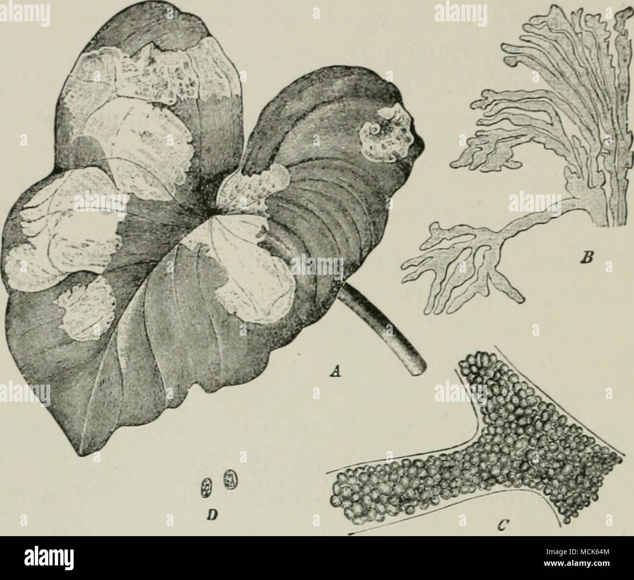 . Fio. 330.—Phyllosiphon arisari on Ariso-ruui vulgare. A, Leaf with yellowish s{)ot.s ; S, the branched alga isolated from a spot; C, spore-formation in.side a filament; 0, spores. (After Just and Engler-Prantl.) single leaf may bear a large number of spots, and all the plants of a locality are generally attacked. The spots were found by Just only from December to April, then they disappeared, indicating that the algal spores must have a resting-period outside of the Arisarum, and return to young plants again in autumn. Phytaphysa Treubii Weber et v. Bosse. Forms characteristic galls on a spe Stock Photo