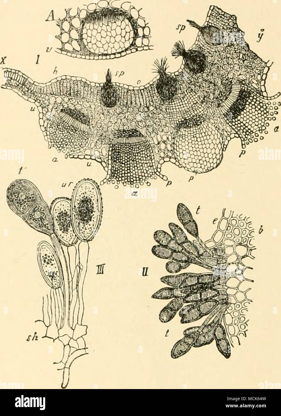 . Fig. 18i.âPuccinia graminis. A, Portion of transvei-se section of leaf of Bcrberis vulgaris, with a young aecidinm under the epidermis, v.. I. Section through an aecidium-bearing spot of a Barberry leaf. At x the normal structure and thickness of the leaf is shown, the portion u to p is abnormally thickened ; It to o, upper siirfaco of the leaf; sp, pyenidia ; a, aecidia , sectiu a peridinui (â |Â»i-(-l in -u: ^11. Matmv t^l. i, . 1 in. TclcUlos'l..,,. '.', ;,ll at its apex, the urcdcsjH (After l)e Bary, from Sach's Lehrbuxh.) -â¢idium marked p alone (without Â«) shows ly. mg through the ep Stock Photo