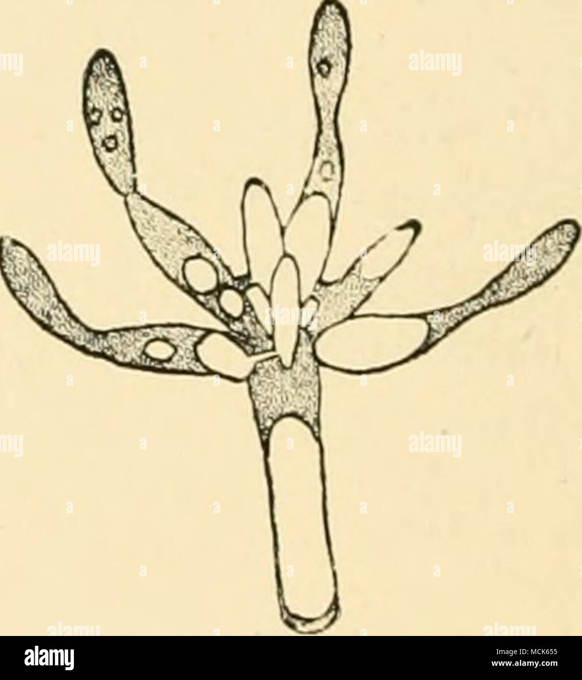 . Fic). 175.—Tuburcinia trientalis. Spore- Fio. 176.—Apex of an isolated promy- mass germinating; several promycelia have celium from Fig. 175 ; it carries a whorl of been produced and are proceeding to form branches, some of which have fused in pairs; whorls of branches. (After Woronin.) all are developing conidia. (After Woronin.) spaces of the pith and rind-parenchyma, also the vessels. The hyphae apply themselves closely to the cell-walls, and certain short branched hyphae actually penetrate into the cells. The spore-masses are developed from delicate branched multiseptate filaments of the Stock Photo