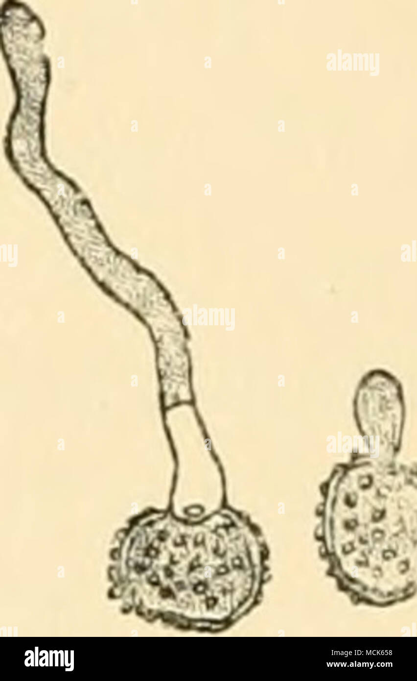 . '0 Fig. its.—Sorosporium saponariae (var. Lychnidis dioicae.) Mature spore-mass, and germinating. (After Woronin.) promycelium from the apex of which a single conidium is produced. Thecaphora lathyri Klihn. Spore-balls formed in the seeds of Lathyrus ^9?'ai!e7ms, and escaping as a brown powder on dehiscence of the pods. The spore^ germinate in water with formation of a promycelium bearing a single apical conidium, which produces a hypha, but never secondary conidia. In nutritive solutions the spores produce a mycelium from which conidia are continuously given off. Th. hyalina Fingerh. (Brita Stock Photo