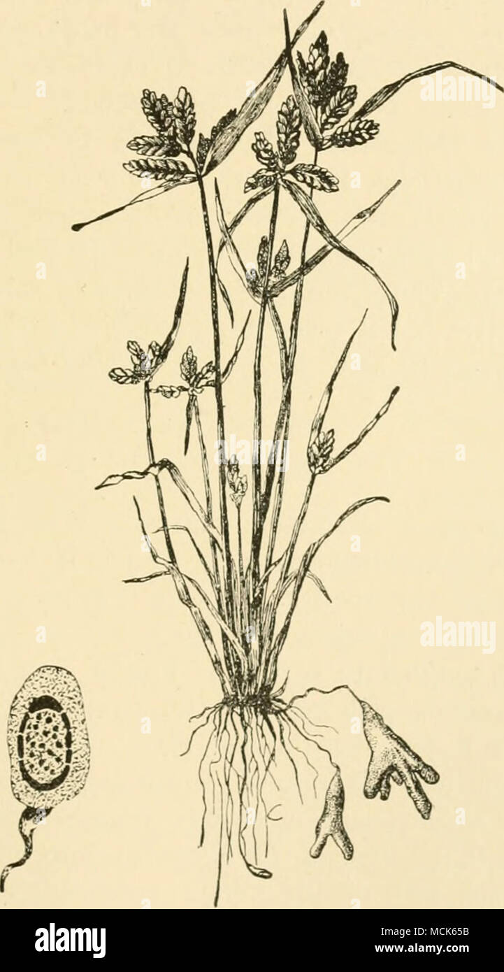 . Fio. 179.—Schinzia cyptricola on Cyperus flavescens. Several roots show palmately- divided swellings. Isolated spore. (After Magnus.) Tuberculina persicina Ditm. The lilac-coloured spores are found on aecidia of I'eridcnntum 2nni and other aecidial forms, also on some species of Cacoma} (Britain and U.S. America.) ^ Plowright (British Ustilagineae) gives also Aec. afiperi/olii, Aec. tumlaninin and Roe-ftelia lacerata as hosts. Stock Photo