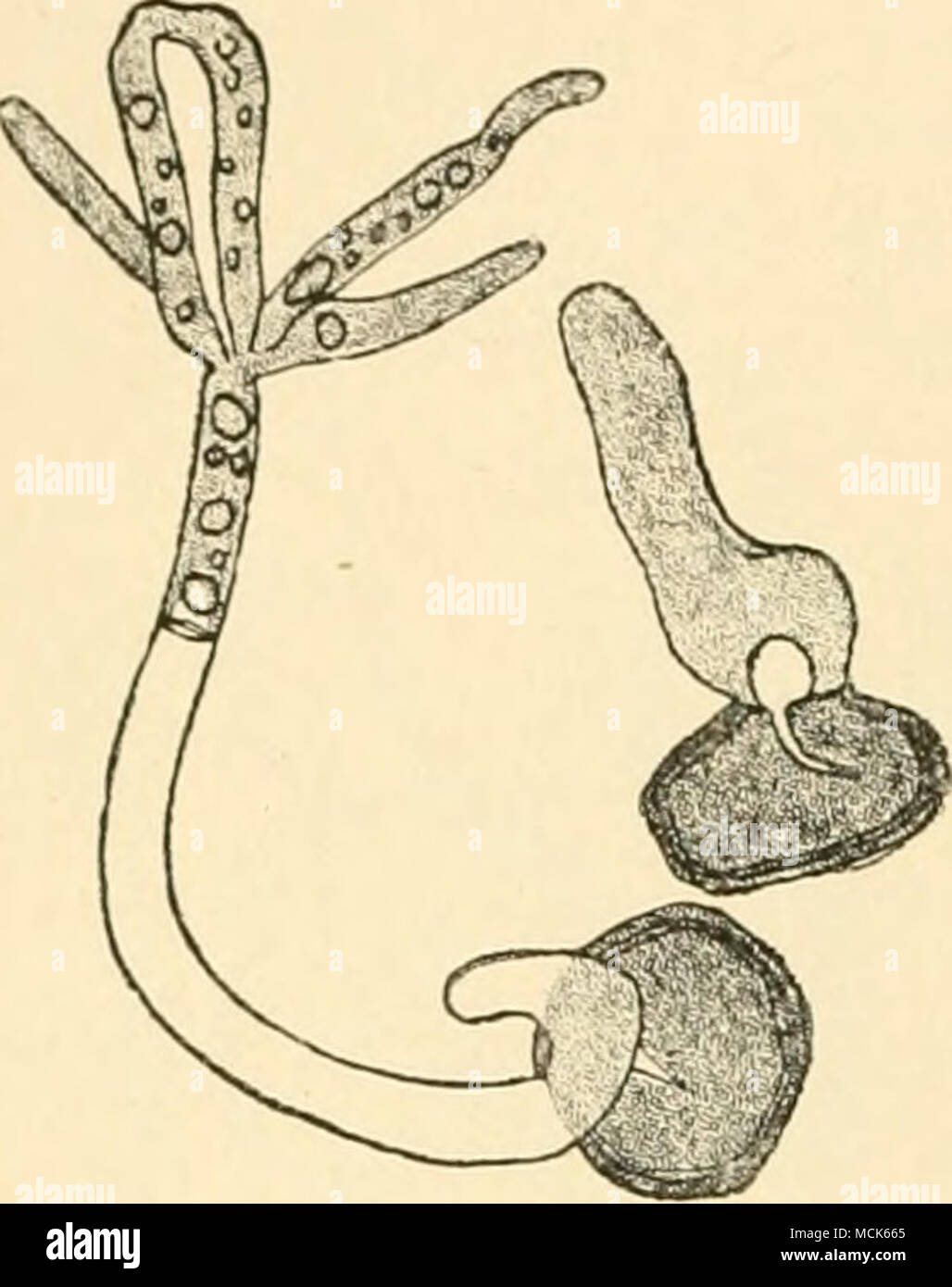 . Fio. 171.—Mclaaotatiiiuin endo&lt;/citvm. Germinating spores. One has already produced a promycelium with a whorl of five branches, of which two have fused. (After Woronin.) Urocystis. Spores massed into balls, consisting of several spores sur- rounded by smaller companion-cells incapable of germination. The central spores are clearly distinguished from the others by their larger size, darker colour, and thicker coat. The balls of spores are developed inside coils of hyphae, which become entwined together and swell up in a gelatinous manner. The central spores on germination give rise to a p Stock Photo