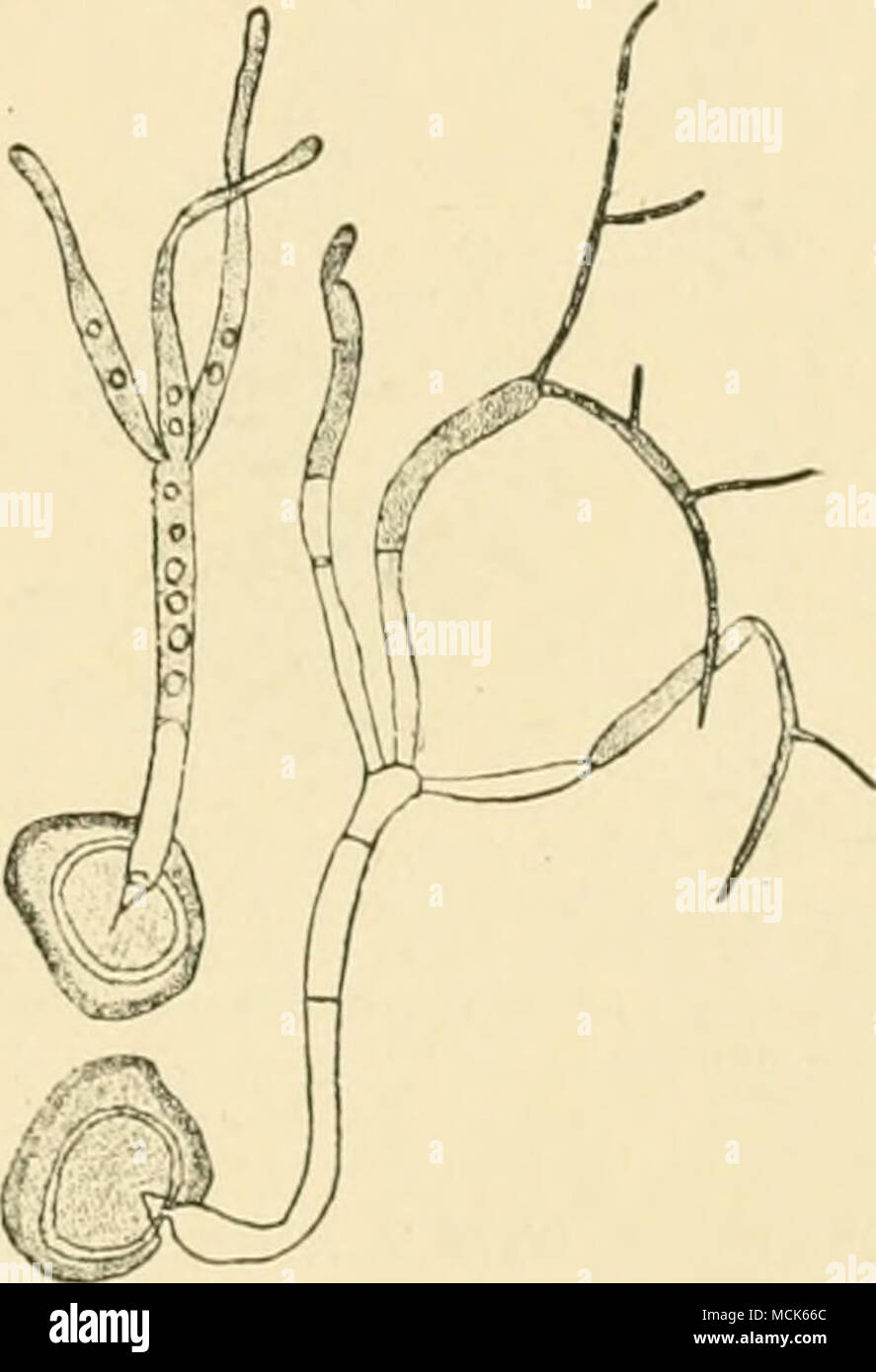 . Fio. lQ.âEntyloma Magnusii. Germin- ated spores; the promycelium of one shows a whorl of three branches with apices elongating to form germ-tubes; the other shows two, out of three, germ-tubes giving off branched sporidia (conidia). (After Woronin.) E. leproidum Trab.- Oedomyces leproides (Sacc.)]. Diseased beet-root exhibits irregular outgrowths, which enclose spaces filled with the brown spore-powder of this fungus. E. nympheae (Cunningham) Setch.-'' on various species of Nympliea in America, Africa, and Europe. Melanotaenium.^ spores unicellular in patches on an intercellular mycelium l Stock Photo