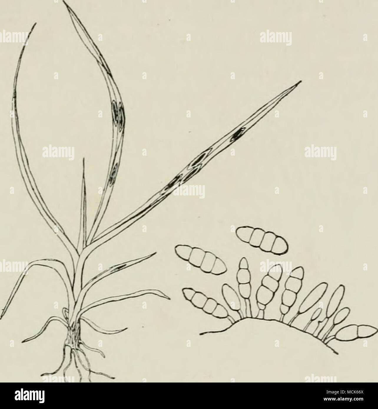 . Fig. 308.—MoMi&lt;josporiv.in album, (v. Tubeiif del.) conidia. Diseased plants may be found bearing this fungus only, frequently however it is in company with other fungi. Cercosporella. Conidia hyaline, similar to those of Ccrcospora, and produced from simple or branched hyaline conidiophores. Cercosporella persica Sacc. is parasitic on living leaves of peach. In America it has been known .since 1890, and receives the name of &quot; frosty mildew.&quot; It causes yellow spots on the lower surface of the leaf. C. pastinacae Karst. occurs on living leaves of cultivated parsnip. Stock Photo