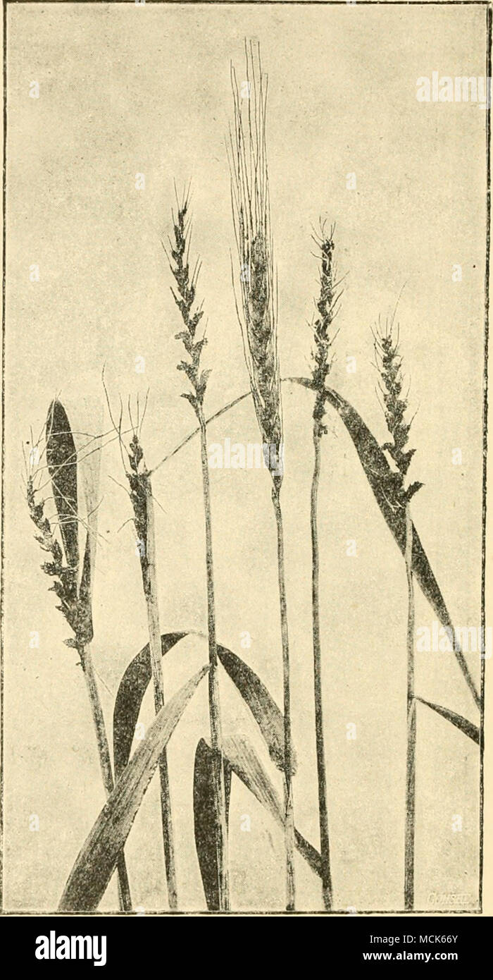 . Fi(!. 160.—Ustilago tritici. Wheat-smut. The central ear is normal and liealthy, the others are smutted and most of the spores ai'e already shed, (v. Tubeuf phot.) with a sporogenous mycelium from which arise the spore-masses; these are at first enclosed in whitish coverings consisting of tissues of the host-plant, but when mature they escape as a black dust or powder. Stock Photo