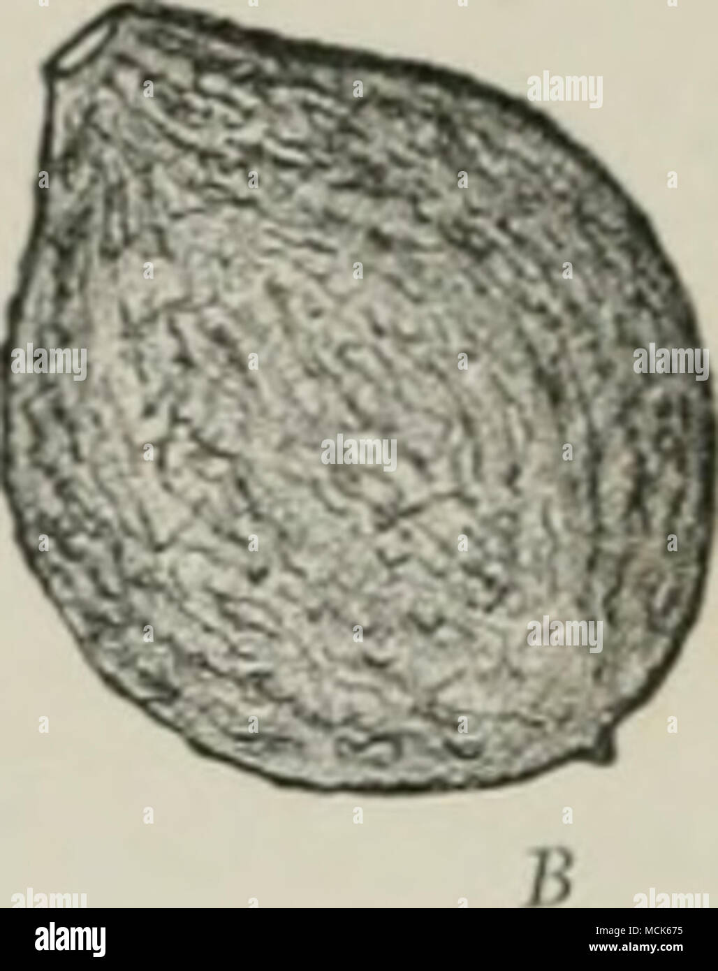 . Fig. 306.—Monilia fructigena. A, Apple showing the grey conidial patches as more or less concentric lines. B, Young Peach, shrivelled up in consequence of attack, (v. Tubeuf del.) next spring, when the fruit is again moist, further conidia are given off. Infection takes place by wounds or even through the epidermis of young leaves and blossoms. The conidia have Stock Photo
