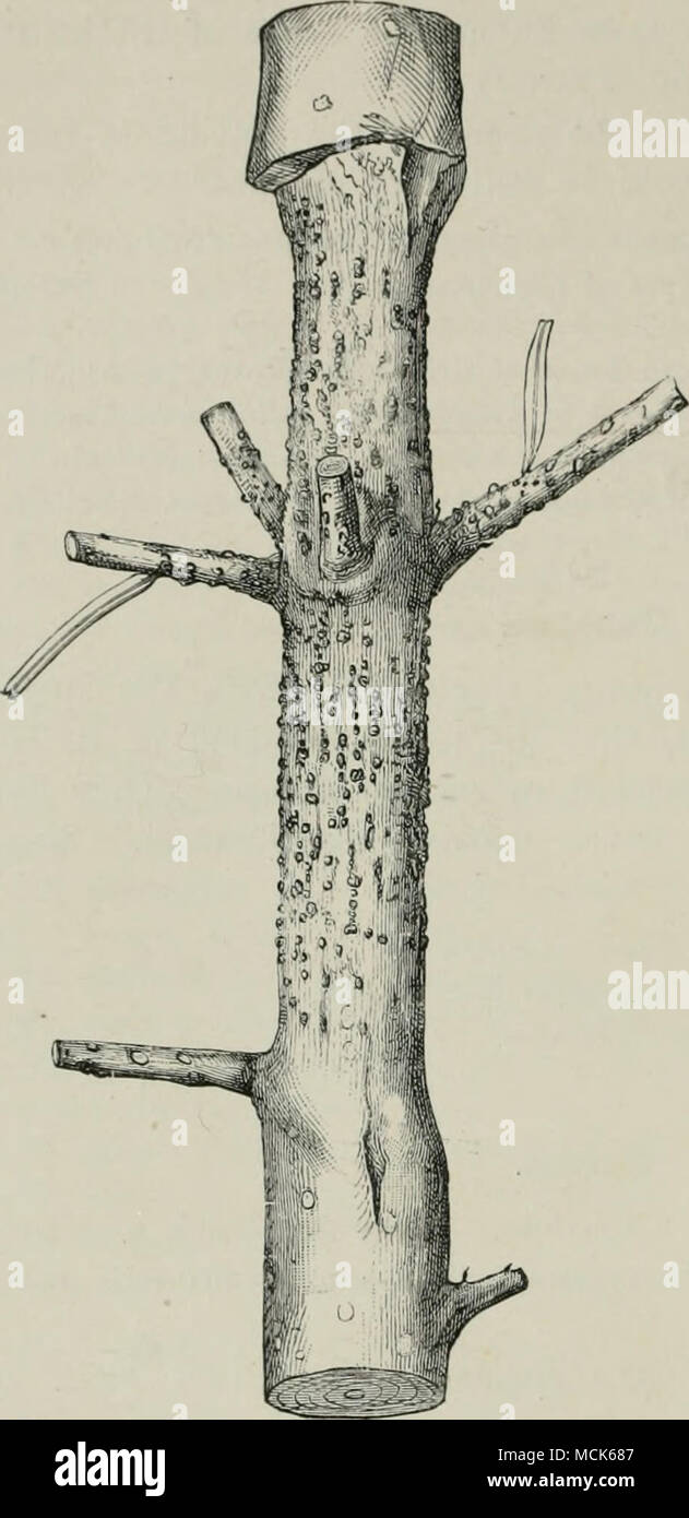 . Fio. 203.—Phoma ahietina. Twig of Silver Fir show iiig the constriction characteristic of this disease dotted over with pycnidia. (After R. Hartig.) ^ Buhm (Zeifsch. f. Forst- u. Jacjd-wesen, 1896, p. 1.54) describes .and figures an attack of this parasite on Pseudotstuia Donglasii in North GermanJ^ One cannot, however, avoid suggesting some confusion between this and Ph. pithya described next. (Edit.) -E. Rostrup Undersoeqtlser over Snyltes vampes Angreb paa Skovtraeer, 188.3-1888. Stock Photo