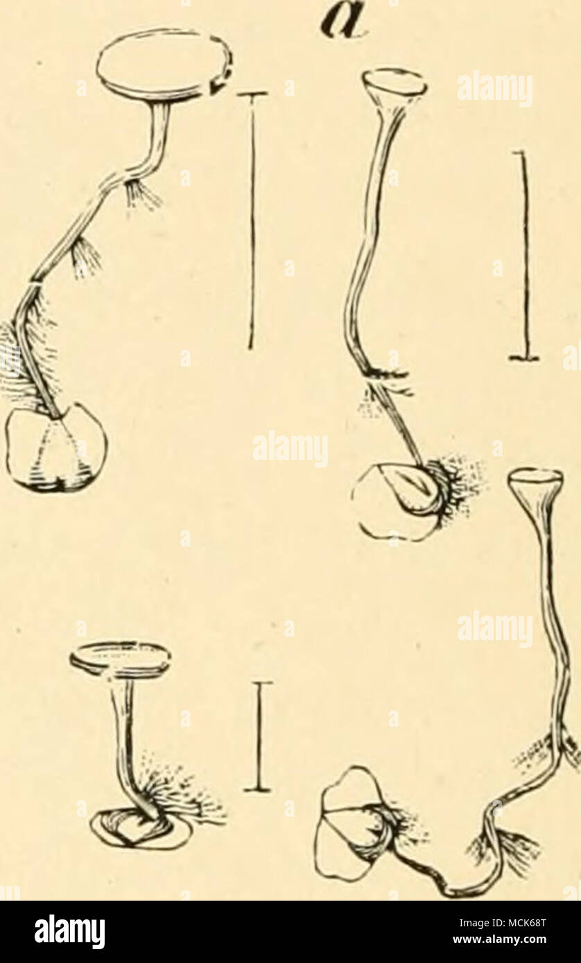 . Fig. 13Q.—Sckrotinia betulae. a, Birch fruits with sclerotia, which have germinated and formed cup-like apothecial discs; rhizoids have developed on the stalks, h, Birch fruit, somewhat enlarged, with semilunar sclerotia. (After Nawaschin.) Hormomyia betidae Wtz. often occurs along with the above. It causes the production of thick spherical fruits with little or no wing. Sclerotinia adusta Karst. has also been found on birch leaves in Finland. Scl. alni Naw. Woronin found this first on catkins of Alnus incana. Nawaschin has more recently investigated it.^ Scl. rhododendri Fischer.^ This was  Stock Photo