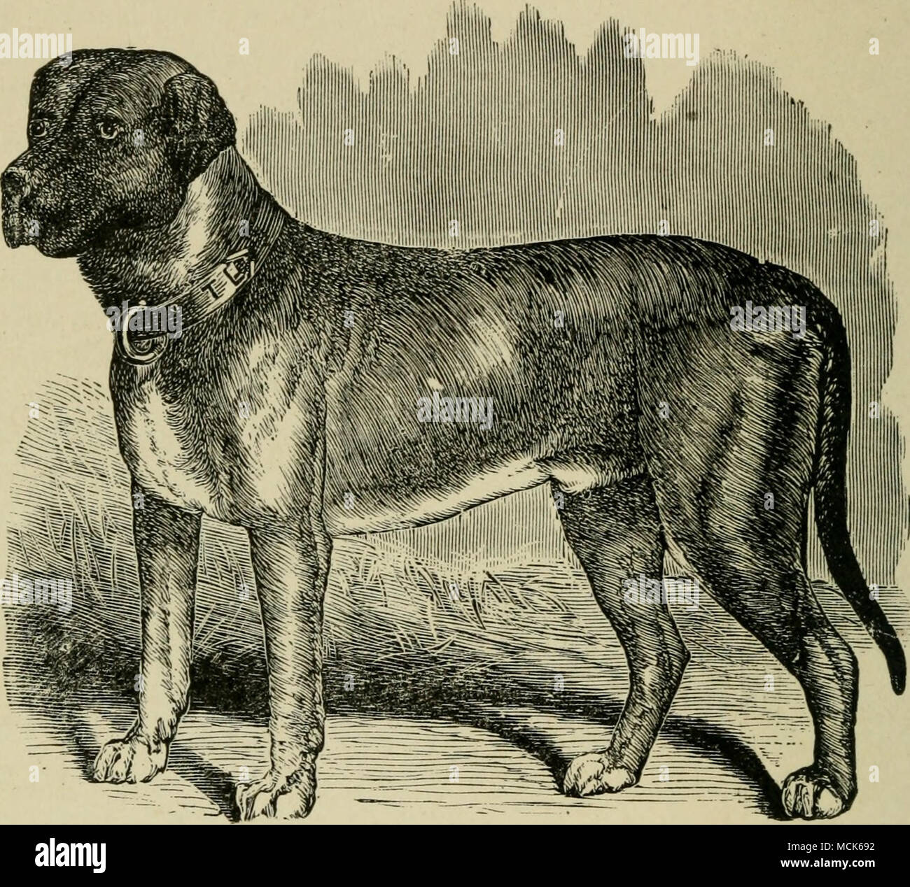 Indigenous mastiff sale