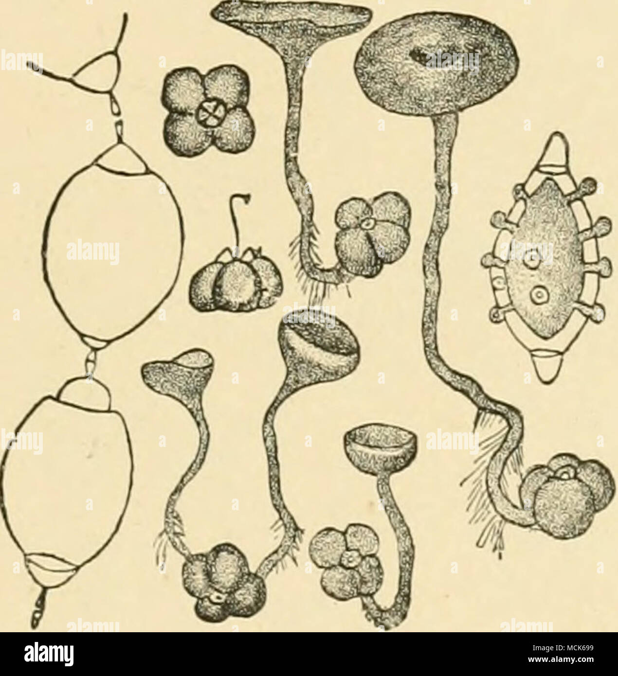 . Fio. 135.—Sclerotinia vacciniion Vacciaium VUis-hlaea. Mummified Cowberries in fresh condition and in the following May, after development of Peziza-cw^s. A, Chain of conidia united by disjunctors. B, Germinating conidium after treat- ment with iodine ; the plasma has shrunk, but remains connected with the sporidia in process of abjunction. (After Woronin.) (Fig. 135). It has its origin as follows: The conidia at first lie closely end to end, enclosed in a delicate primary membrane ; the partition-membranes split into two lamellae, each of which takes part in the formation of a cellulose bod Stock Photo