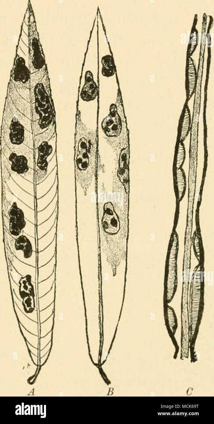 . Fio. 130.—Sections of Maj^le leaves showing the upper epidermis ruistured by 1, Rhytisma acerinv.m; 2, RhytUma punctatum. Fig. 131.—Rhytisma symmetricum Milll. Two leaves of Salix purpurea with stromata. A, The upper side. B, The lower side. C, Longitudinal section through the same leaf, showing numerous apothecia on the upper side, fewer on the lower ; the shaded middle part represents leaf-tissue, the remainder is the light fungal stroma in which the darker apothecia are embedded, (v. Tubeuf del.) Rh. salicinum Pers. (Britain and U.S. America). Thickened black wrinkled spots appear frequen Stock Photo