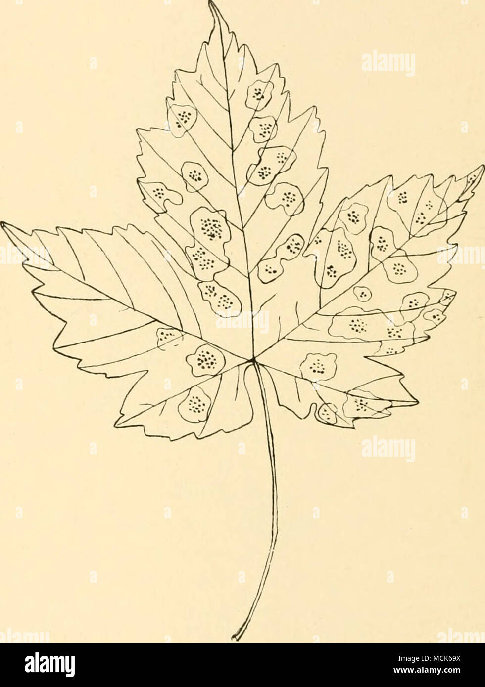 . Fig. 129 —Rhytisma punctatum. Leaf of Acer Pseudoplatanus with apothecia; the loaf is yellow, but the spots enclosing the apotheci.a are still green. (V. Tubcuf del.) black in colour, angular, and scattered over the whole leaf- surface. After the leaf has turned yellow, portions of it sur- rounding spots of this Bhytisma retain their green colour, so that we have black spots on green islands in the yellow leaf. The sclerotia dehisce by valves. The apothecia contain thread- like paraphyses and asci. The asci are club-shaped and contain Stock Photo