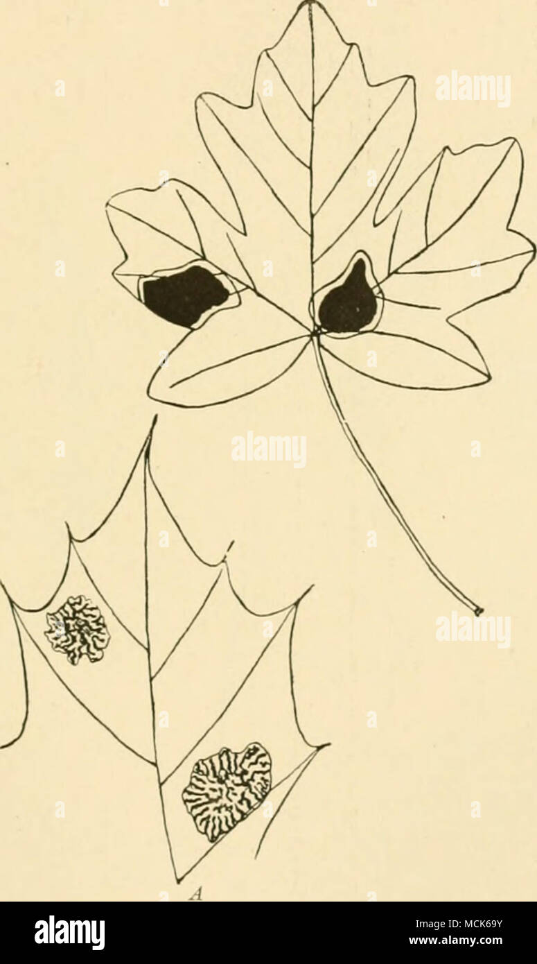. Fig. 128.—JihT/tisma acei-imou. Two apothecial cushions on leaf of Acer campestre in first summer. A, Leaf-apex of Acer platanoiJe» with the mature apothecial cushions as seen in the second summer, with their chai-acteristic wavy marking, (v. Tubeuf del.) maturity in :May or June. According to Klebahn,^ the spores have a mucilaginous membrane, but this does not throw much light on the problem of how they reach the leaves of trees; wind, however, would seem to be the agent for distribution. In three weeks after infection, leaves show yellow spots; in eight weeks the pycnidia appear. ^Botan. C Stock Photo
