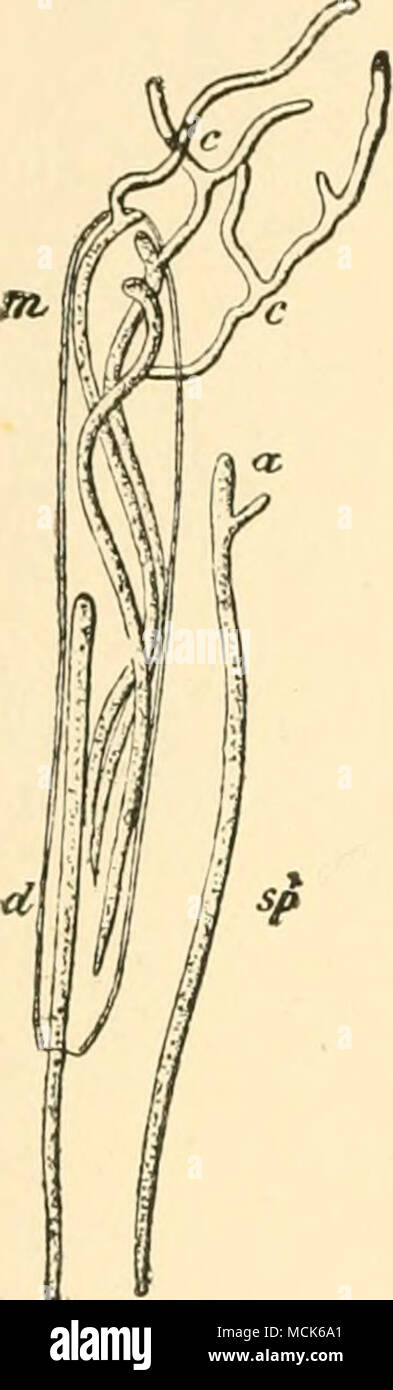 . Fig. 123. â Lophodermiiim maerosporum on Spruce. Oerminated ascospores; â some have germinated inside the ascus. (After R. Hartig.) Stock Photo