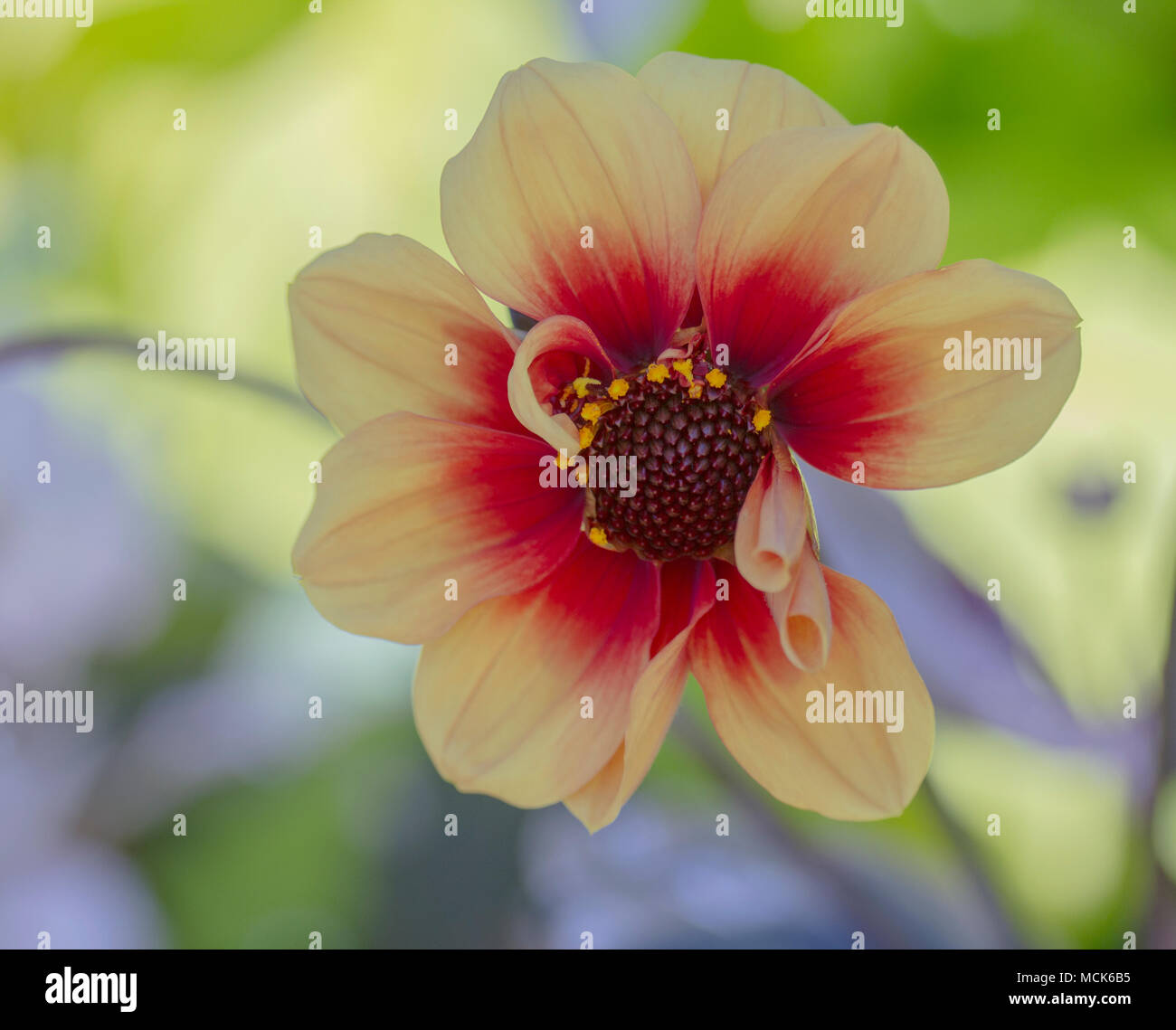 Dahlia moonflower hires stock photography and images Alamy