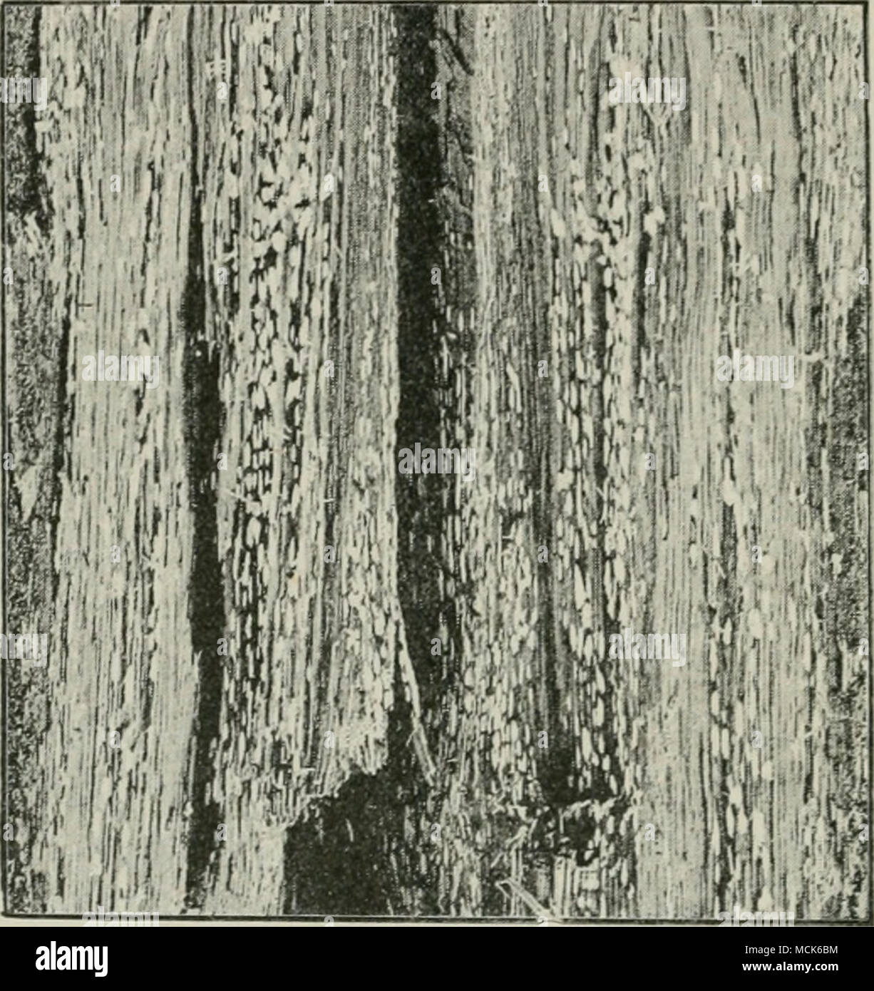 . Fig. 2(50.—Slereum Jrustulosum. Destruction of Oak-wood. Lougitudin.il section showing the brown wood with isolated hollow spots containing white mycelium, (v. Tubeuf phot.) Stereum frustulosum Fries. (Thelephora perdix Hartig).^ (Britain and U.S. America.) The sporophores form greyish- brown plate-like crusts with concentric markings; they are small, never exceeding the size of a finger-nail, but generally occur in numbers together. The hymenial layer is composed of club- shaped basidia beset with hair-like outgrowths; some of the basidia produce four spores, others are sterile and grow on  Stock Photo