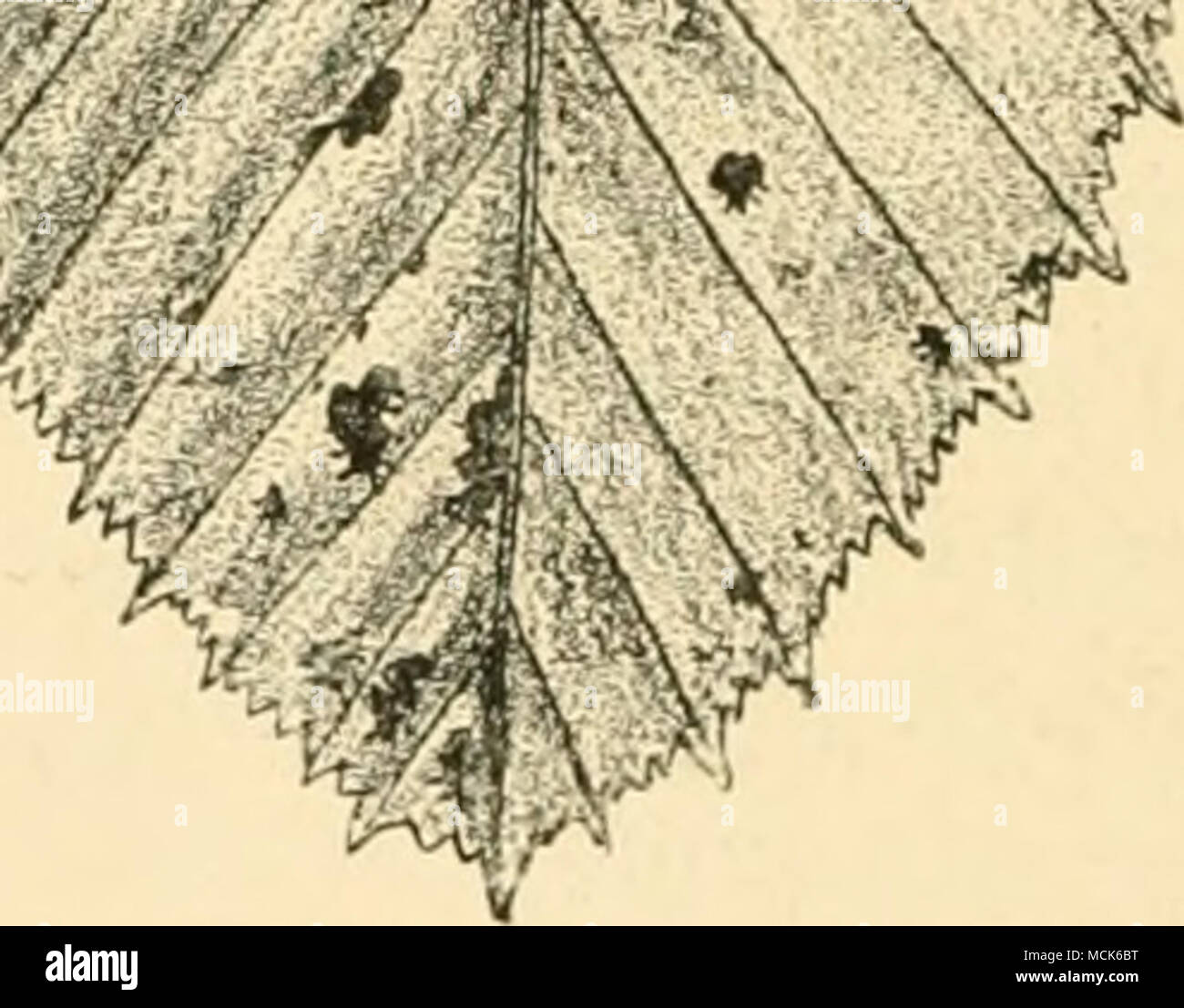 . Fio. lOS.—Mamiana fimhriala on Carpinus Setv.lv.s. Leaf of Hornbeam seen on lower surface. Stroma (enlarged), with the long black necks of the perithecia projecting from the ruptured leaf-epidermis, (v. Tubeuf del.) Valsa. A stroma is generally present, but is of very variable appear- ance ; embedded in it are the perithecia, with only their beak- like mouths projecting. The spores are hyaline or light-brown, unicellular, and generally bent. No paraphyses are present. Valsa oxystoma liehm.&quot; This causes disease and death of branches of Alnus viridis in the Alps. The symptoms are withermg Stock Photo