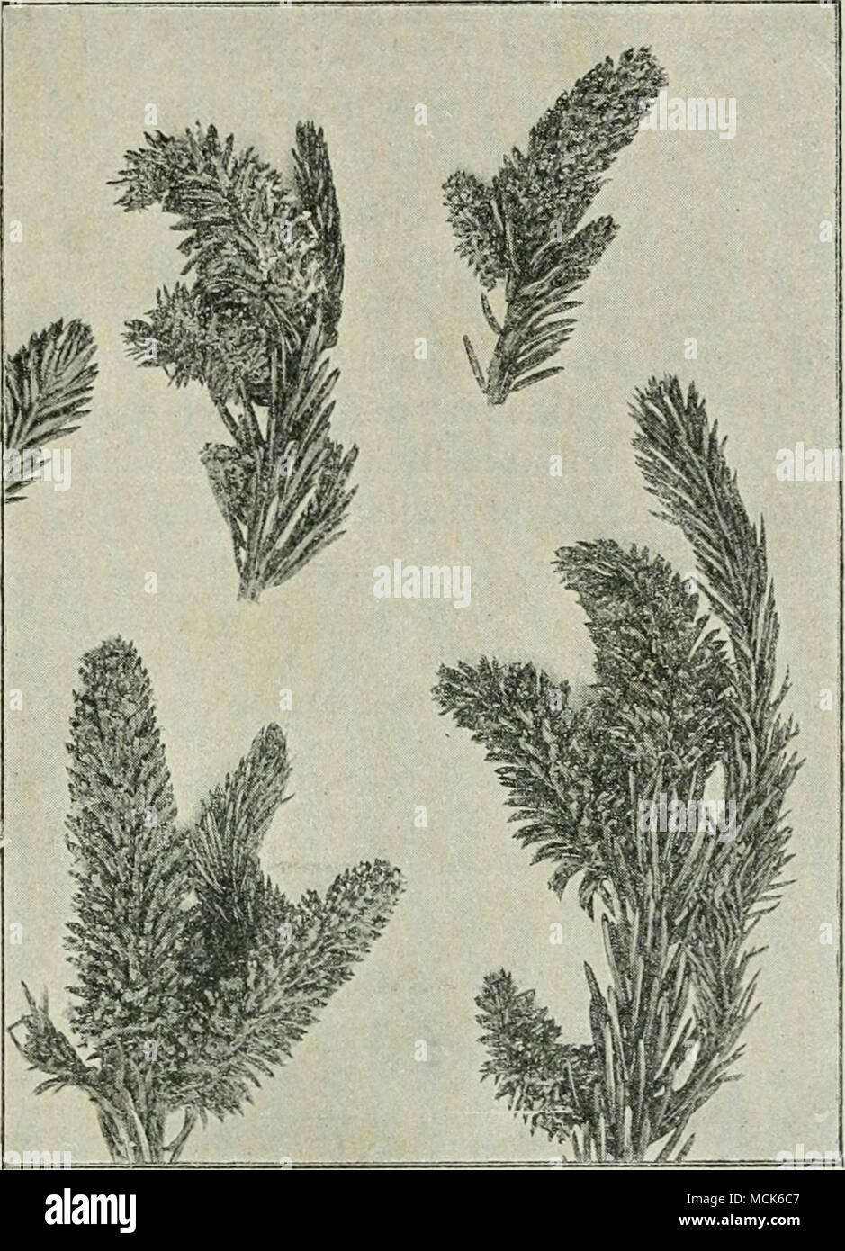 . Fig. 252.—Accidiuiii coruscans on malformed shoots of Spruce. The compact abnormal shoots thickly covered with white aecidia contrast strongly with the normal portions, (v. Tubeitf phot, from material presented by Prof. Fries, Upsala.) P. Engelmanni Thiim. On cones of Picea Smithiana. (U. S. America.) P. piceae Barcl. On needles of Picea Smithiana. P. Peckii Thiim. On needles of Tsuga canadensis (U.S. America). P. balsameum Peck. On needles of Abies halsamea (U.S. America). P. ephedrae Cooke. On Ephedra in U.S. America. P. cedri Barcl. On needles of Cedrus Deodara in India. P. Balansae Corn. Stock Photo