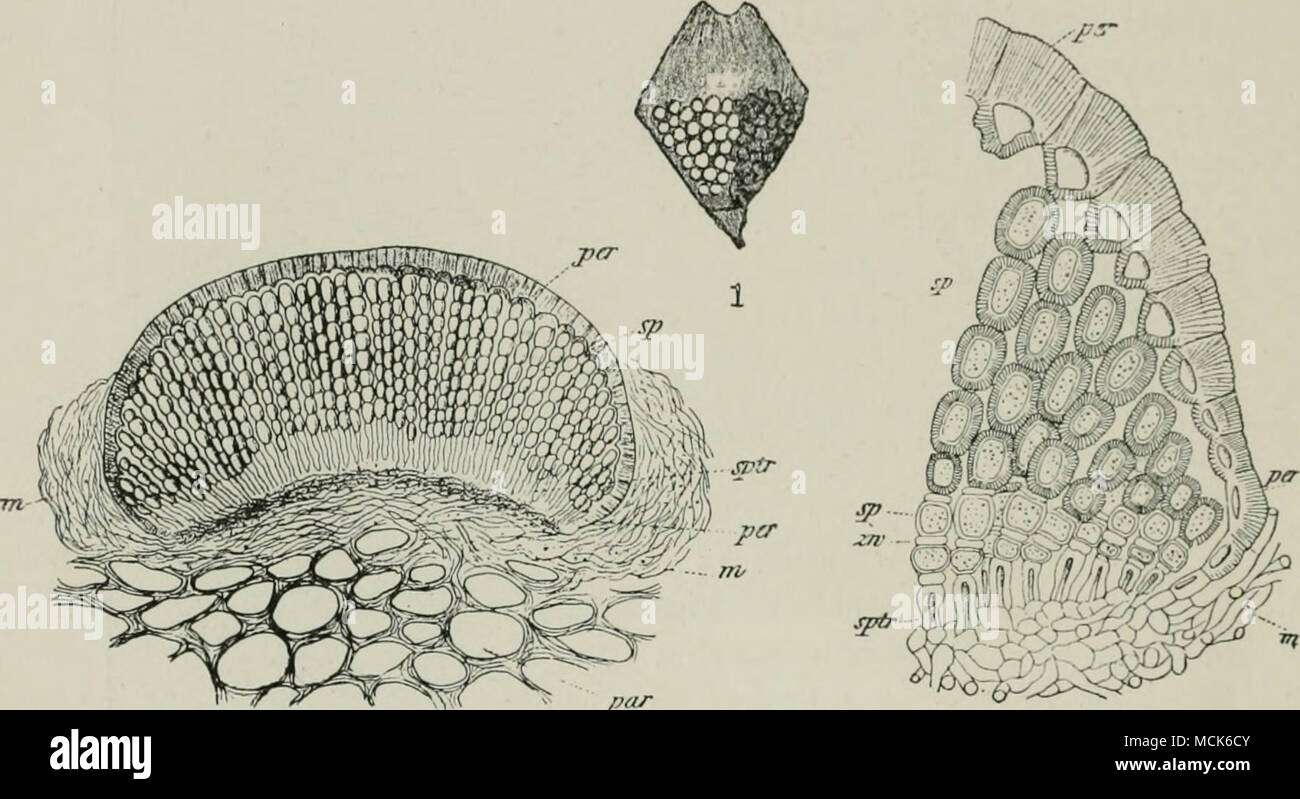 . j^a/&quot; 3 Fio. 244.—Aie'alimii strobiliiiuia. 1, Cone-scalu of Spruce wiUi aecidia, those to left dehiscing their yellow spores, those to right still closed, (v. Tubevif del.) 2, Section through an immature aecidium. 3, Part of 2 enlarged—pi r, peridium ; sji, spores; ;?o, intermediate cells; uptr, sporophores ; m, mycelium; jurr, the scale-parenchyma. (After Reess.) The aecidia break out on the inner (rarely the outer) side of the bases of the cone-scales; each is enclosed in a firm brown lignified peridium, which ruptures by a cross-fissure and becomes an open disc. The young spores are Stock Photo