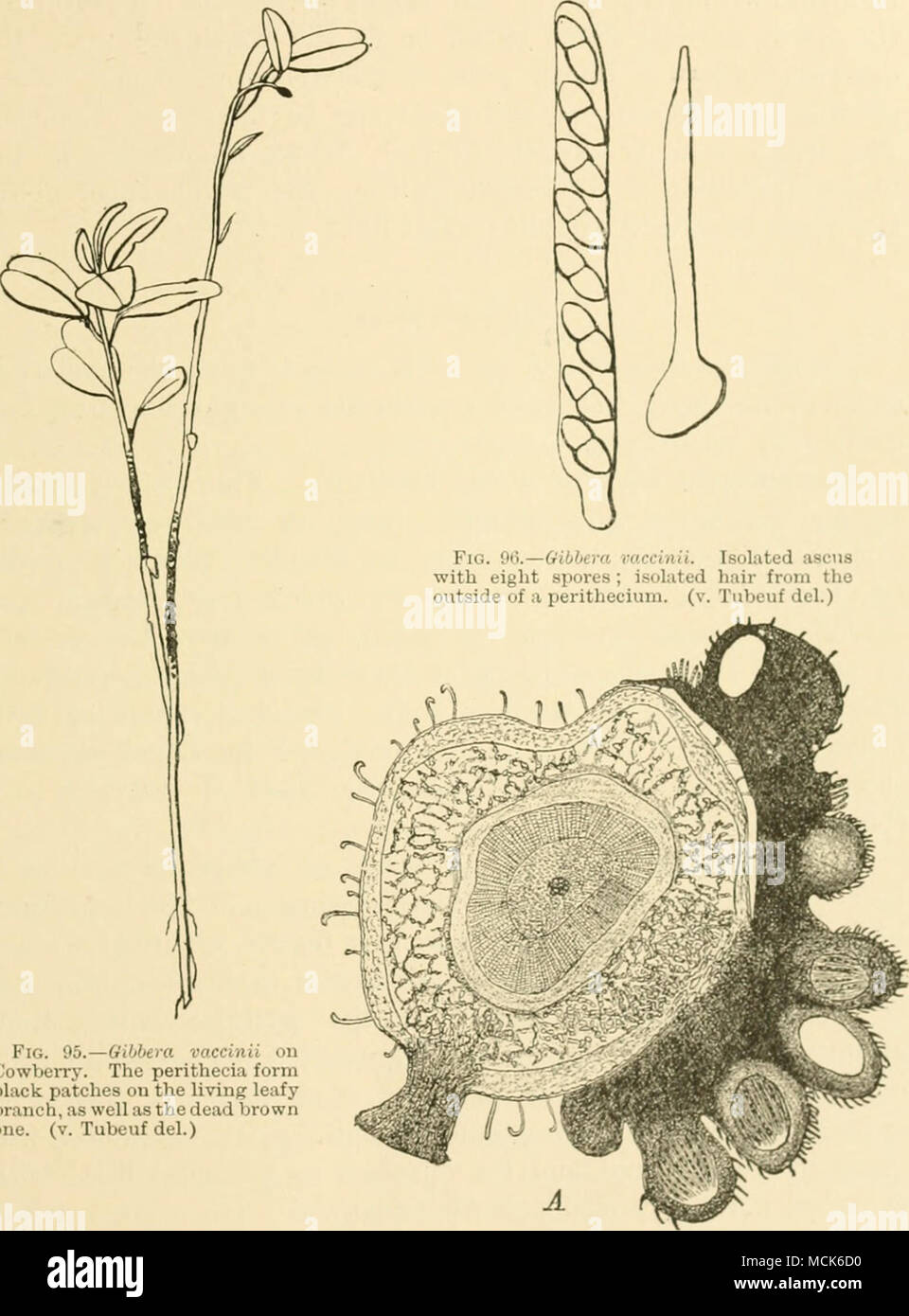 . Fig. 05.—Gibbera Cowberry. The perithecia form black patches on the living leafy branch, as well as the dead brown one. (v. Tubeuf del.) Fig. 07.—6ibbera vaccinii. Cross-section of Cowberry showing a patch of perithecia in section ; the hairy perithecia contain paraphvses and asci with spores ; a niyccliiun penn&amp;ites the cortical tissue of the host. Short hooked hairs cover the epidermis of the stem. (v. Tubeuf del.) spherical perithecia, which are coated by short, acute, unicellular, black hairs (Fig. 97). The perithecia contain paraphvses and Stock Photo