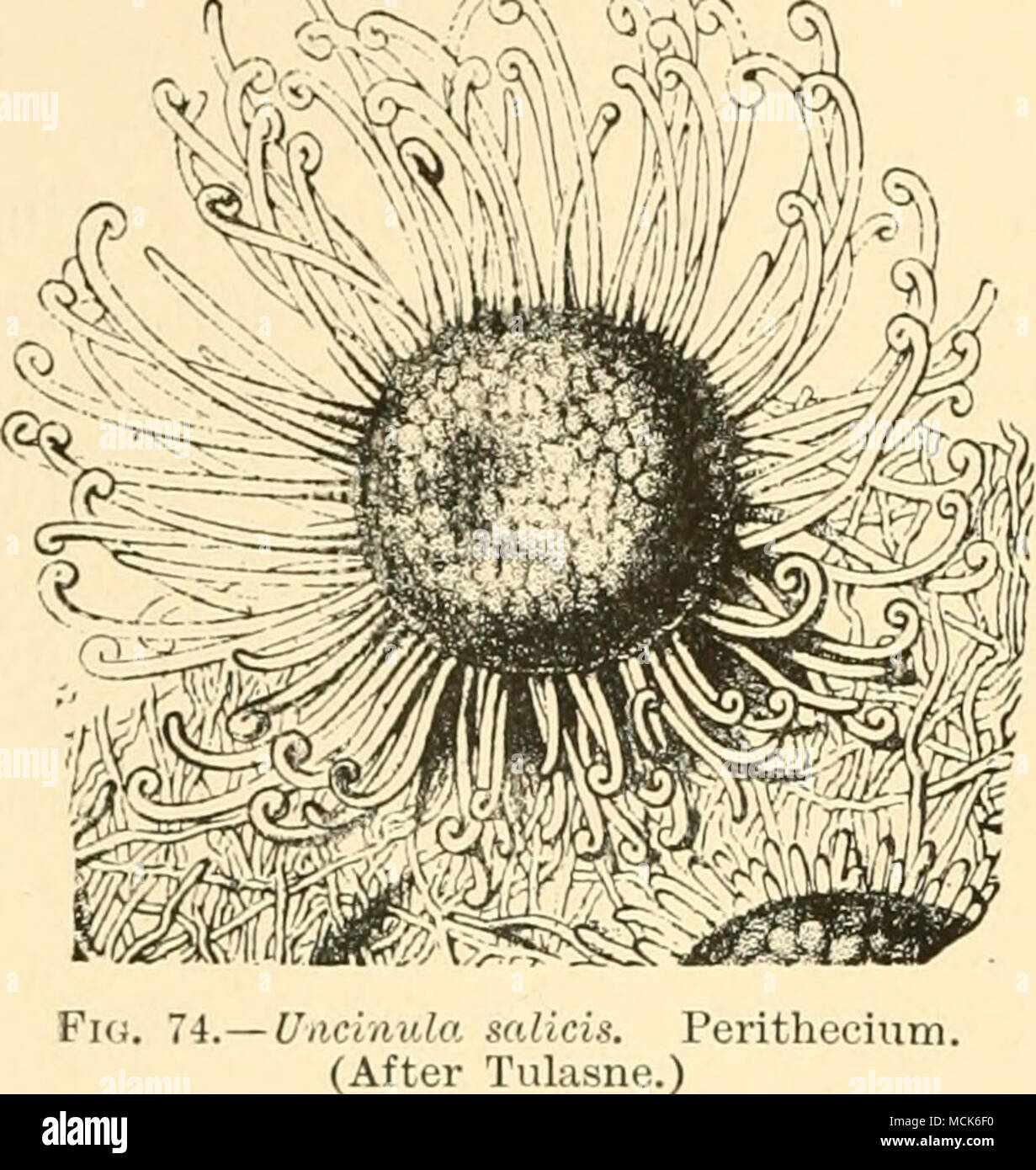 . ml ti 1. luUsnt ) Phyllactinia. The spherical perithecia are flattened at the poles, and enclose several asci containing two or three oval sulphur-yellow spores. The appendages are sharp-pointed hairs with swollen bases. Phyllactinia suffulta Kebent. {I'lc. fjuttato Wallr.) produces white spots or coatings on the leaves of many trees, e.(j. beech, hornbeam, ash, birch, hazel, oak, etc. (Britain and U.S. America). Stock Photo