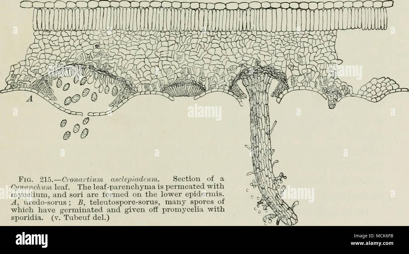. Fig. 215.—Cronartium asclepiadnnn. Section of a Cynanchum leaf. The leaf-parenchyma is permeated with mycelium, and sori are formed on the lower epidermis. A, uredo-sorus ; B, televitospore-sorus, many spores of which have germinated and given off promycelia with sporidia. (v. Tubeuf del.) Brown spots may be found on the leaves of the Cynanchinn'^ during July, August, and September (Fig. 214). On examina- tion of the spots with a lens, the leaf-epidermis will be found ^A very common plant in Europe though not indigenous to Britain. (Edit.) Stock Photo