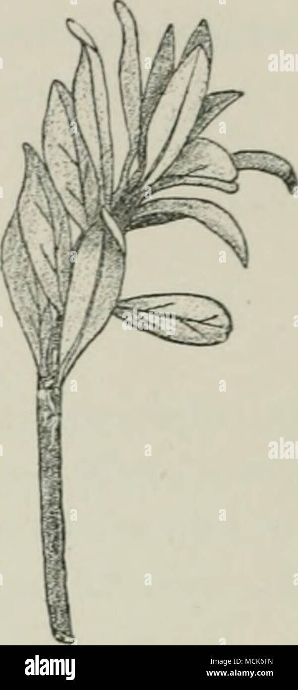 . Fig. •209.-^Chi-y«omyxa rhododendri. Twig of Rhododendron hh-xutinn with sori of uredo- Flo. 210.—CJiryxomym rhododendr! on KUo- spores ou the lower epidermis, causing dis- doth ndron u i-i-iKj'ni'vm. Uredospore-.sori in coloured spots on the upper, (v. Tubeuf September as elongated white stripes on the del.) stem below the leaves, (v. Tubeuf del.) The uredospores are yellow and ovoid, with granular protuber- ances on their coats; they are developed in series from the sori.^ The disease may be further propagated during the same year by the uredospores. In districts where spruce does not occu Stock Photo