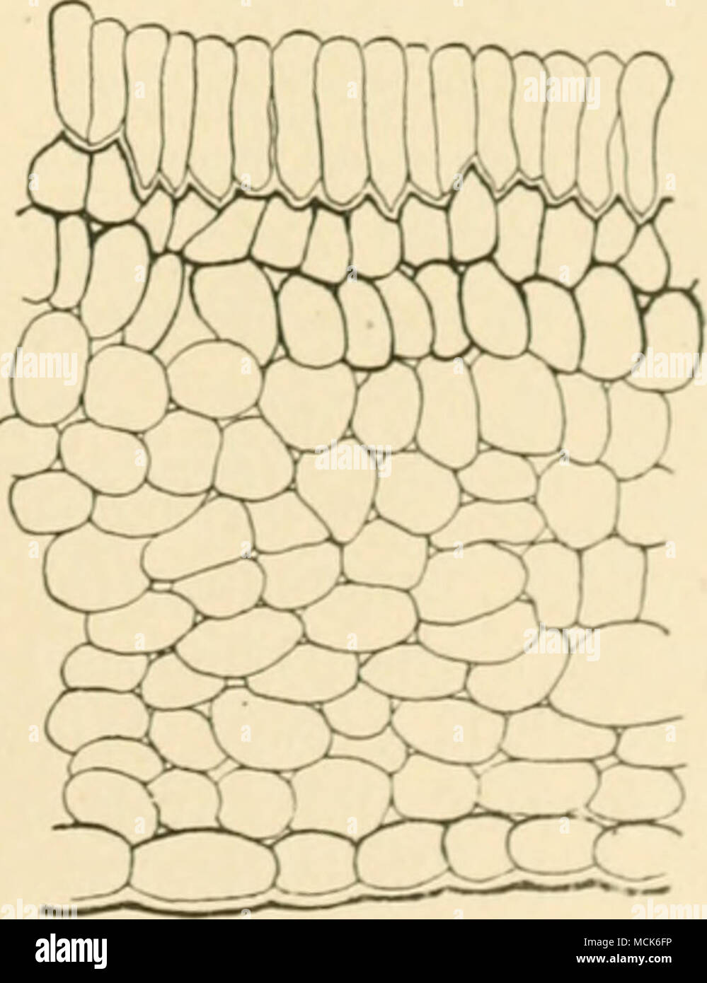 . Fn^. 00.- Section of leaf hypertrophied by attack of Exooncus cameus; the asci of the fungus coat the upper epidermi.s. Dmwn with the same magnification as Fig. 6-0, for comparison. (After W. G. Smith.) Stock Photo