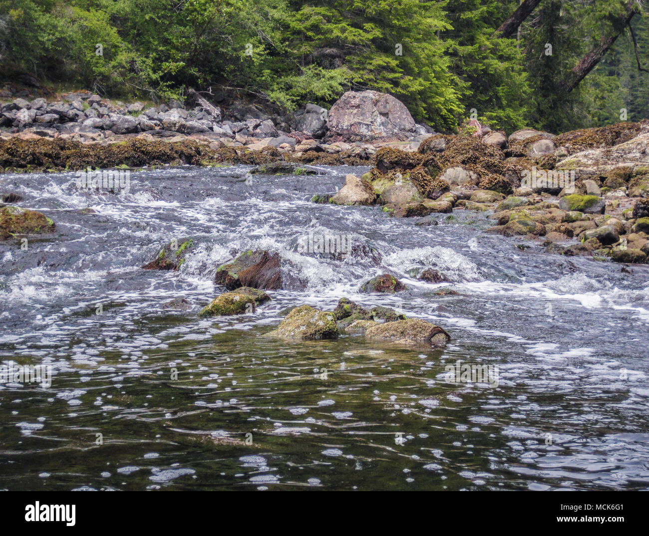 At low tide water rushes from a saltwater lagoon, creating bubbles downstream of the narrow entry. At high tide the flow reverses (British Columbia). Stock Photo