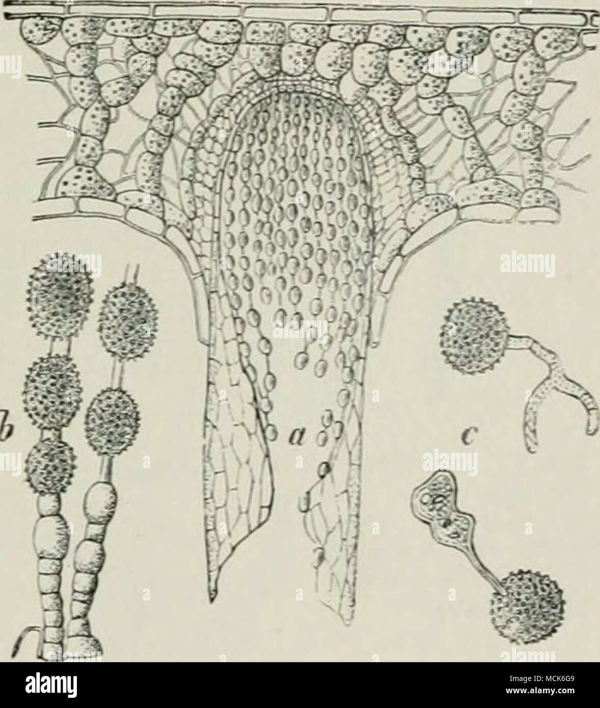 . Fig. 206.—Aecidium in a needle of Silver Fir (much enlarged), b, Series of aecidiospores and intermediate cells. '•, Germinating aecidiospores. (After R. Hartig.) This aecidium is also fouud on Abies cephalonica in Upper Bavaria. Barclayella deformans Diet.^ This has been found in the Himalaya region on needles and young twigs of Picea Morinda (Smithiana). Teleuto- spore-sori are developed, accompanied by distortion of the host. Aecidia and uredospores are unknown. ^Barclay, &quot;Oil a Uredo of the Himalaya Spritce-Jir.&quot; Hedwigia, 1891. Calcutta, 1886; and Stock Photo