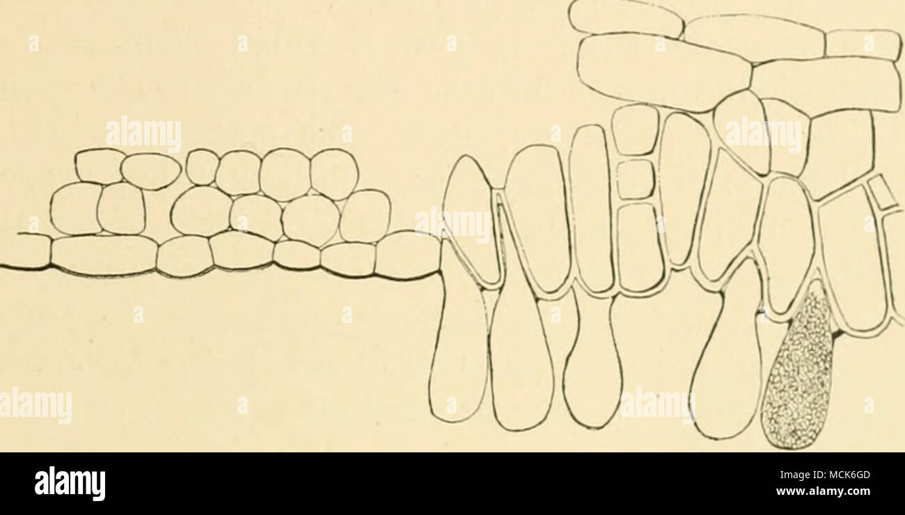 . Fici. 6'i.—Ej:o((scv.s aurevs. Leaf section from the margin of a swelling, showing normal and hypertrophied tissue. The cells of the swelling are alniomially elongated with thickened walls, and some show secondary cell-division. The bases of the asci are wedged in between the cells; one ascus is shown with conidia. (v. Tubeiif del.) Exoascus cameus Johan. occurs on leaves of Betula o'loralu, B. ndua, and B. intermedia. The pustular outgrowths rise above Stock Photo