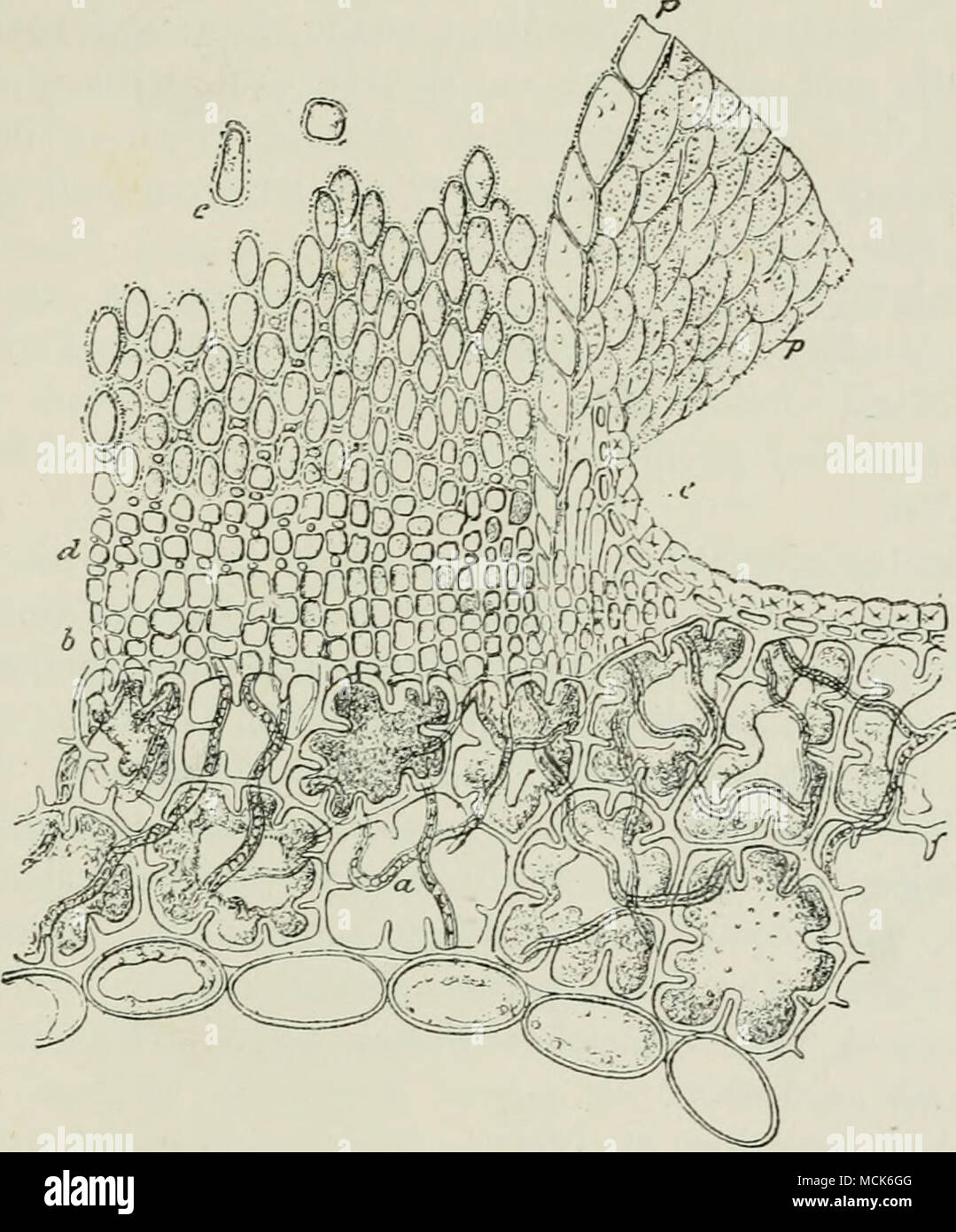 . Fig. 208.âPerUbrmiv.ni jiin'i (Coko-yioridm .â &lt;â¢ nirionix). Portion of an aecidium with basidia (b) giving off spores and intermediate cells (d); outside the peridiuni (p) other basidia (â ) with club-shaped ends force up the epidermis; II, the thick mycelium in the leaf-iiarenchyma. (After R. Hartig.) 20/tA; in form they are generally longish-oval, few being round; the spore-coat is moderately thick. Aecidiospores are capable of immediate germination, and produce ZJ/vrZo-patches on Scnecio by June. The uredospores have an average length of 28&quot;0/u, and breadth 15&quot;5ja; they are Stock Photo