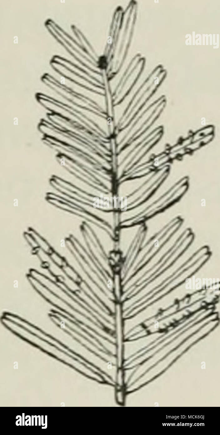 . Fig. 205.—Co.b/ptospora Goeppertiana. Aecidia on the under surface of needles of Silver Fir. (v. Tubeuf del.) Stock Photo