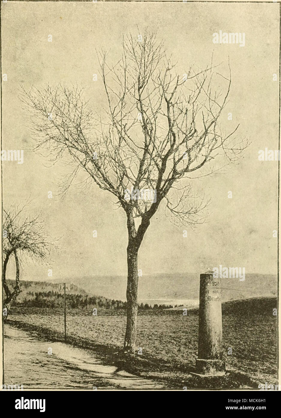 . Fig. 56.— Witcha' Broom of the Cheny. Exoascus cerasi on Prunus Cenmus. The whole left side forms a large broom. A smaller example occupies the summit of the crown, while another hangs do^^^lwards to the right. In winter condition, (v. Tubeuf phot.) The mycelium of Re. nanus hibernates in twigs, and penetrates L Stock Photo
