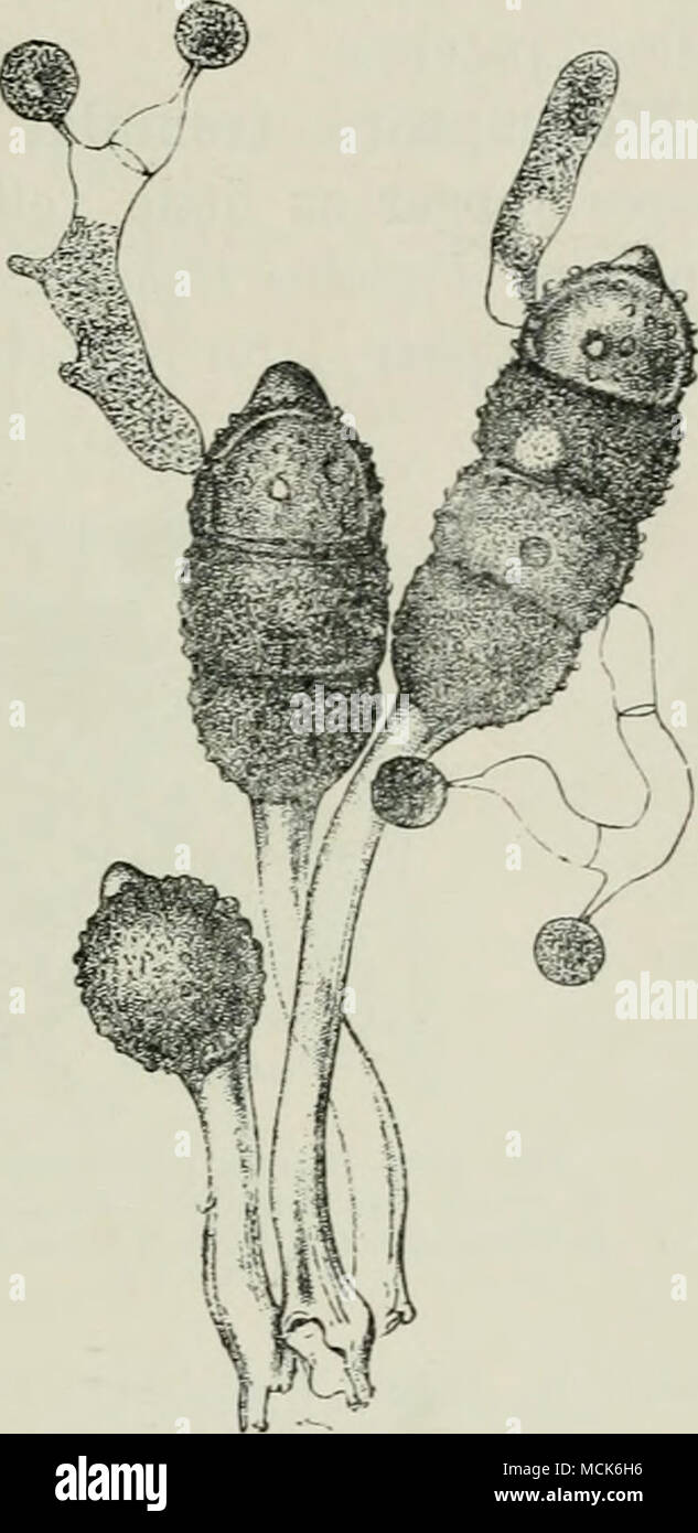 . Fig. 195.—Phragmidium rvhi from Rubm rrutirogui. One spherical immature te- leutospore, and two well-developed and germinating ones. (After Tulasne.) Melampsora. Teleutospores dark and unicellular, in some cases multi- cellular by formation of new walls, generally in a vertical Stock Photo