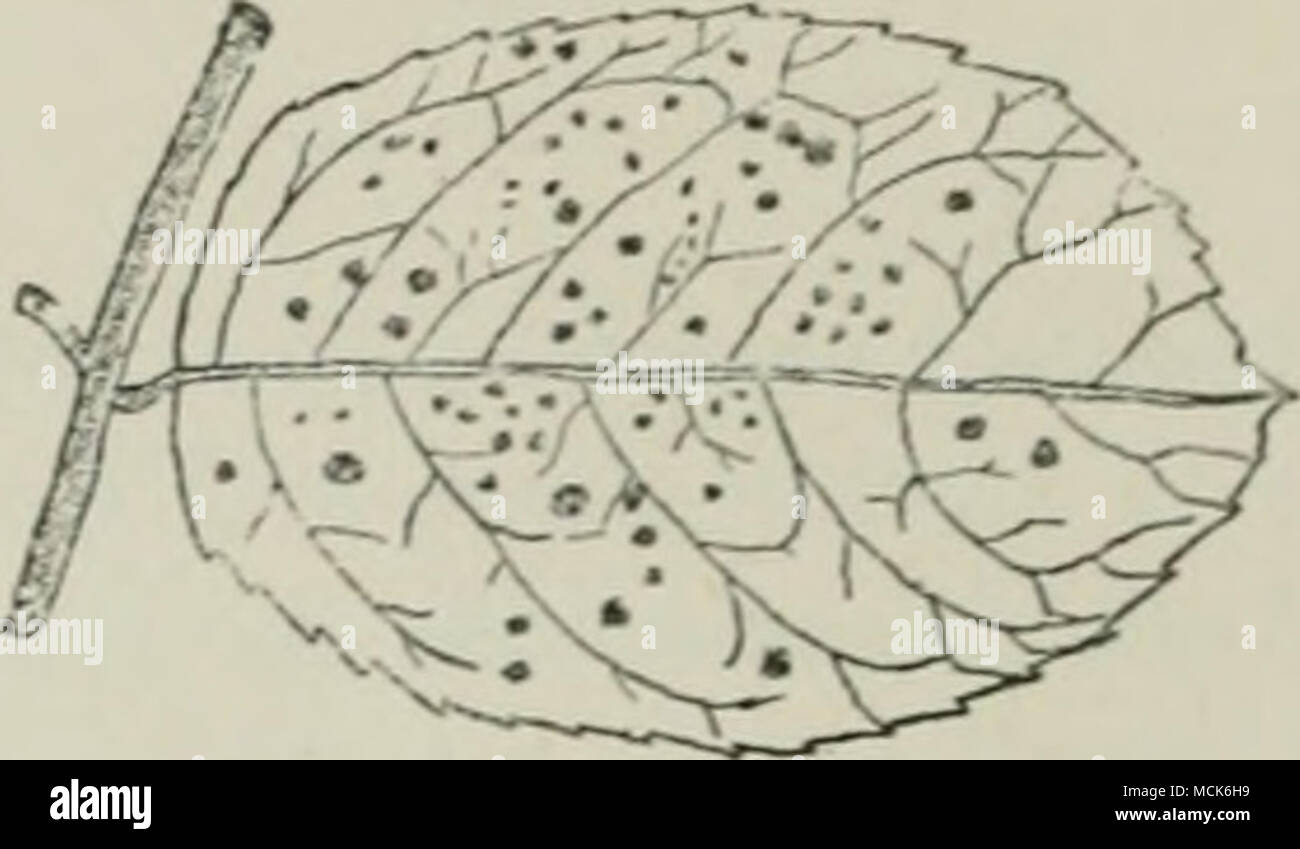 . Fig. 194.—Phrut/midium subcorticium on a Rose leaf. The black spots are teleutospore-patches on the uuder- sm-face of the leaf. (v. Tubeuf del.) Fig. 103.—Triphragnuv.m v.lmarine on S/&gt;iiv«rt Ulmaria. Germinating teleuto- spore, with promycelia and sporidia. (After Tulasne.) teleutospores are produced in loose patches. The aecidial patches have no covering, but are surrounded by club-shaped paraphyses. The genus frequents only Eosaceae. On species of Rosa: ^ Phragmidium subcorticium (Schrank.). Teleutospores, uredospores, and aecidia mi leaves of wild and cultivated roses. (Bi'itaiu and U Stock Photo