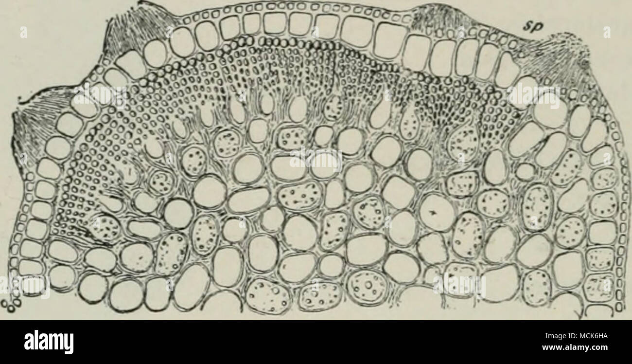 . Fie. 196.—Caeoma piniiorquum. Section showing four pycnidia, from one of which (.tp) numerr)us conidia are being disch;irged. Cfnom/i-TpMches are developing beneath tlic cortical layer, as yet unbroken. (After R. Hartig.) occur in large numbers, an early fall of the leaf may result. The teleutospores hibernate in dead leaves on the ground. In spring the sporidia germinate and infect young shoots of Pinus sylvcstris, producing the disease known as Caeoma j^initcn'quvm} This disease attacks pine-seedlings, appearing generally on the needles. It is most frequent in plantations from one to ten y Stock Photo